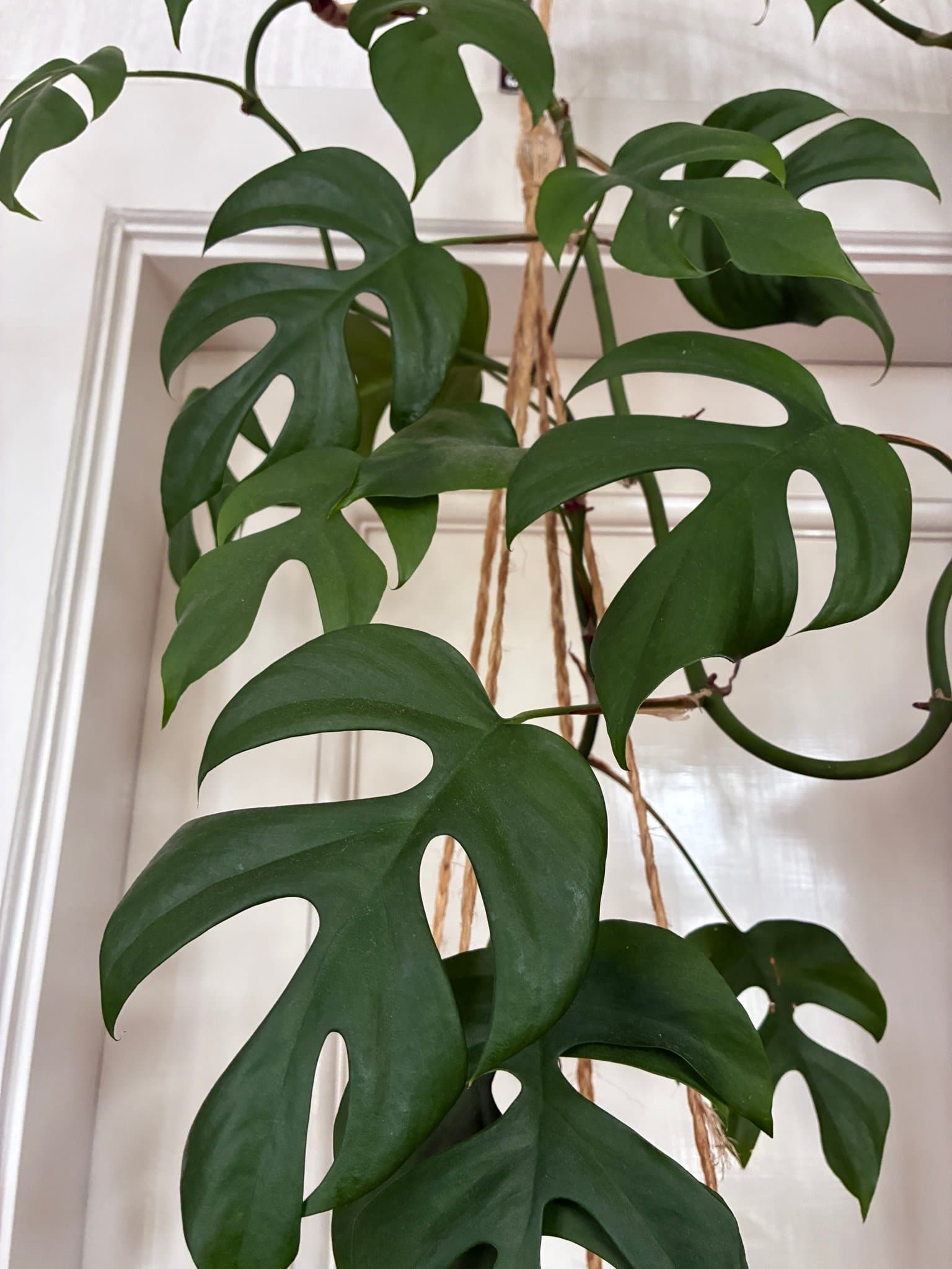 Monstera Minima sticklingar 4st
