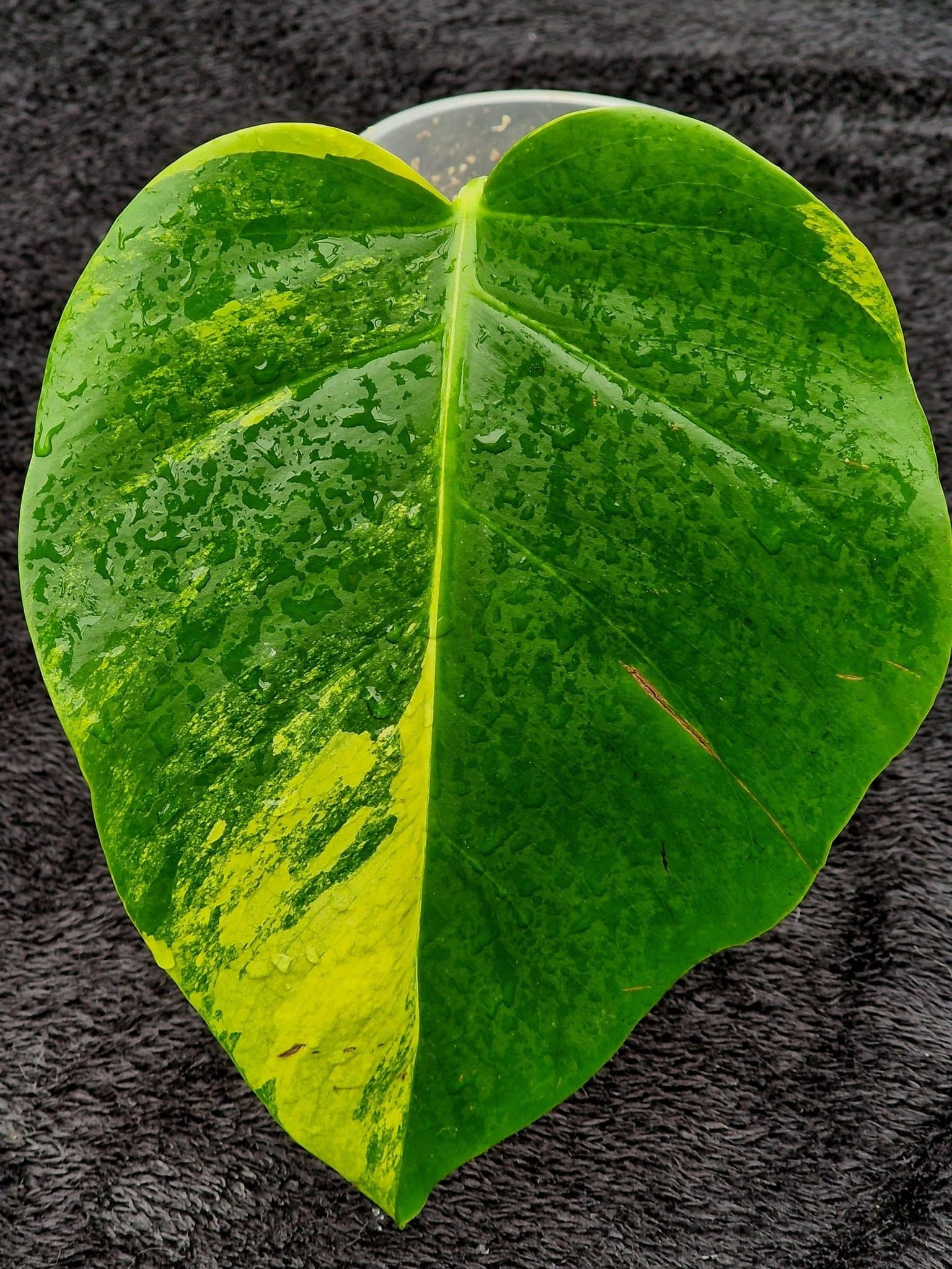 Monstera aurea marmorata variegata