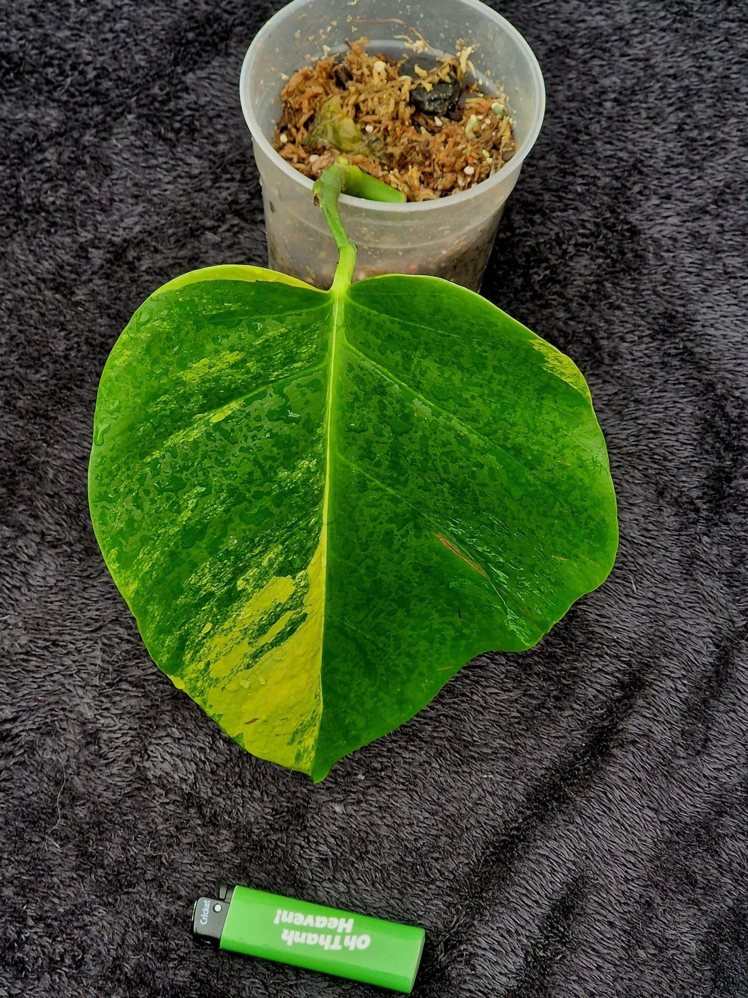 Monstera aurea marmorata variegata