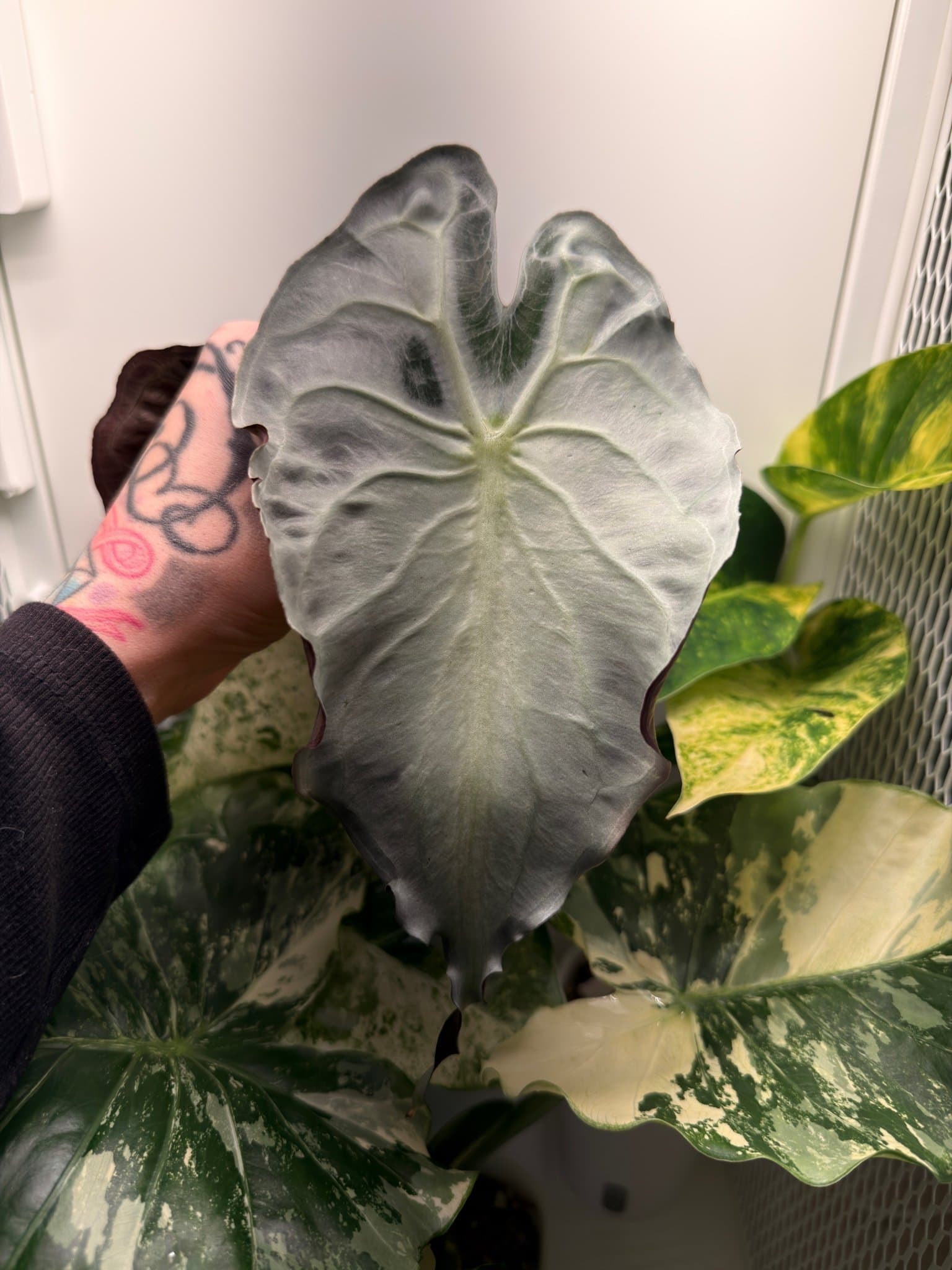 Alocasia venom corm