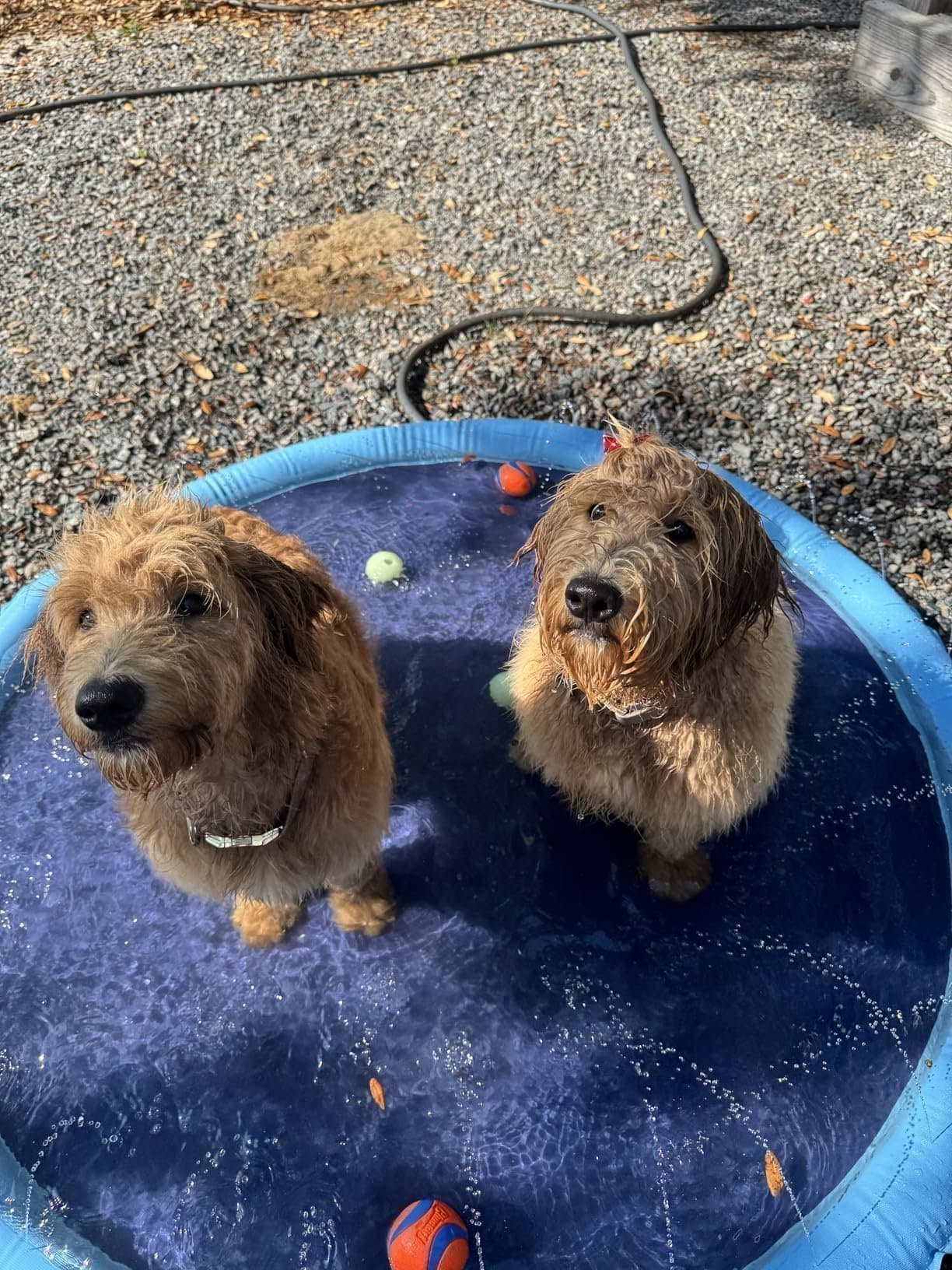[Ny] Hundfontän hundleksak hundpool trädgård hund husdjur barn vattenlek vatten