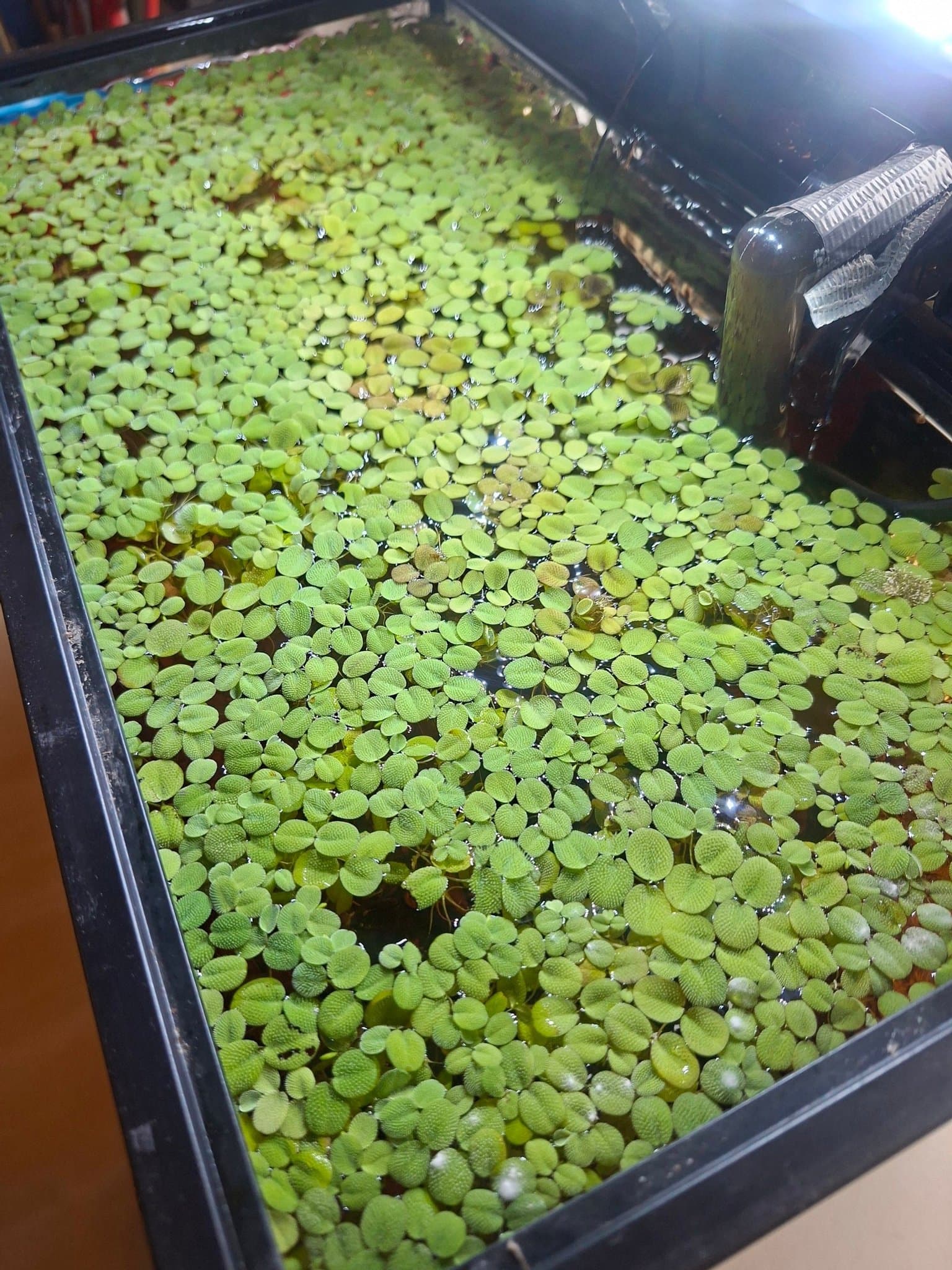 Salvinia Natans - Flytväxt