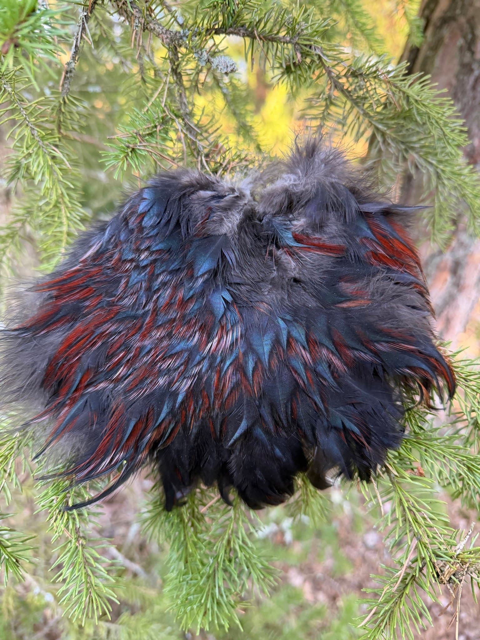 Skinnbit/tuppsadel! Hackel, lajv, dun, 15