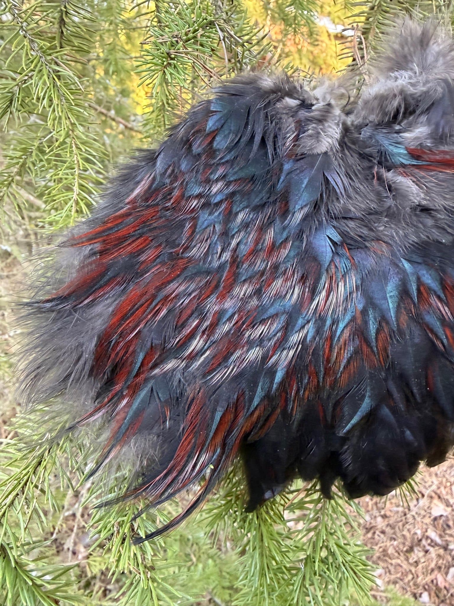 Skinnbit/tuppsadel! Hackel, lajv, dun, 15