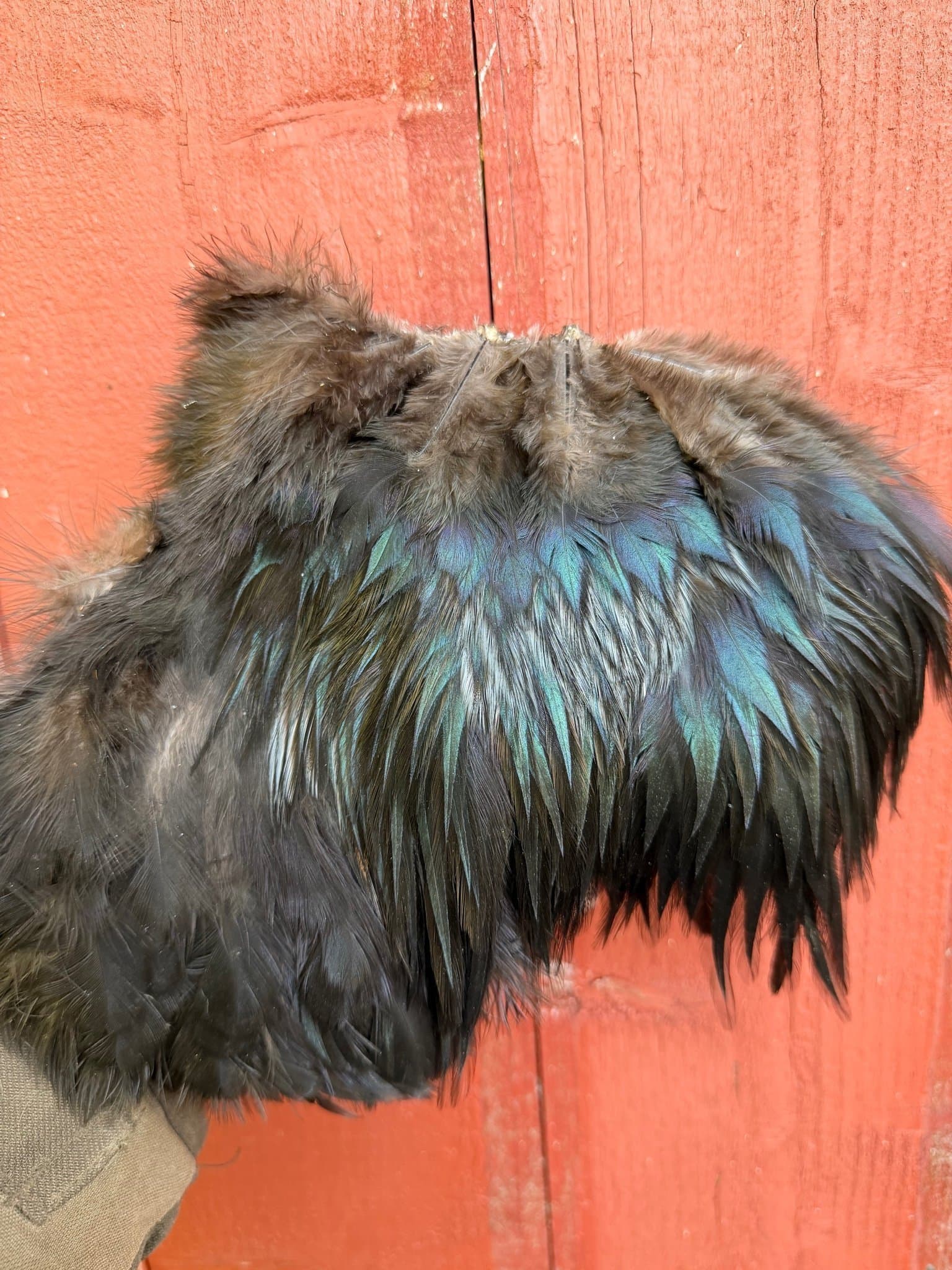 Skinnbit/tuppsadel! Hackel, lajv, dun, 16