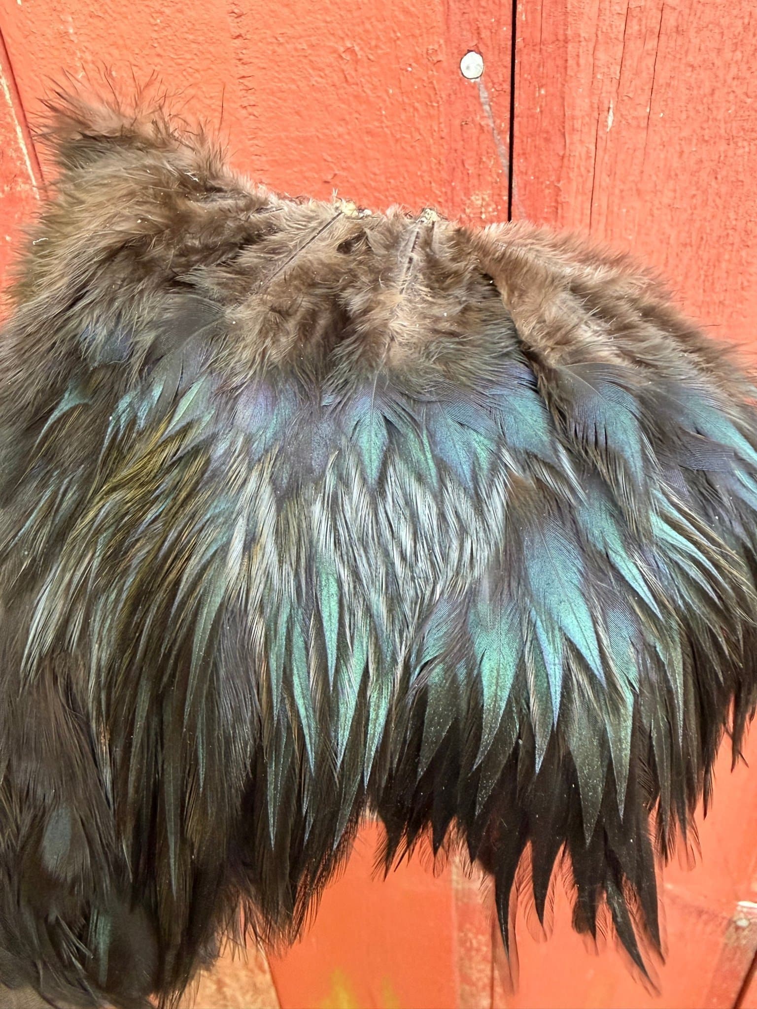 Skinnbit/tuppsadel! Hackel, lajv, dun, 16