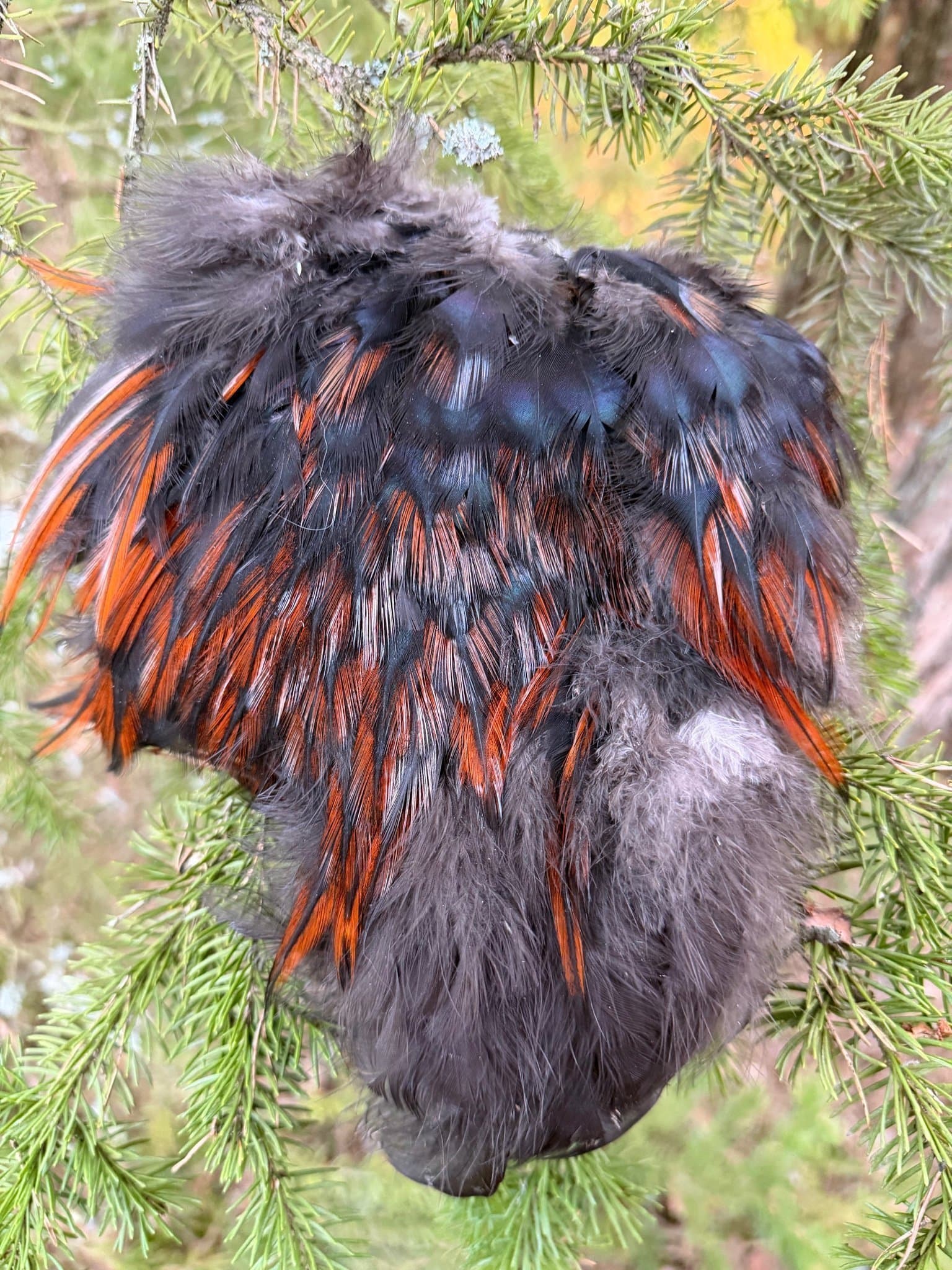 Skinnbit/tuppsadel! Hackel, lajv, dun, 20