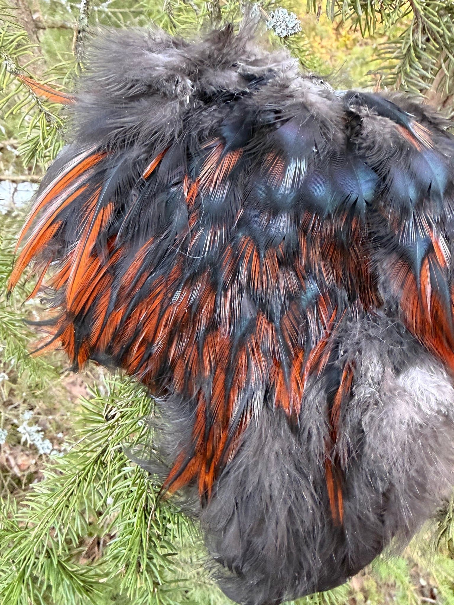 Skinnbit/tuppsadel! Hackel, lajv, dun, 20