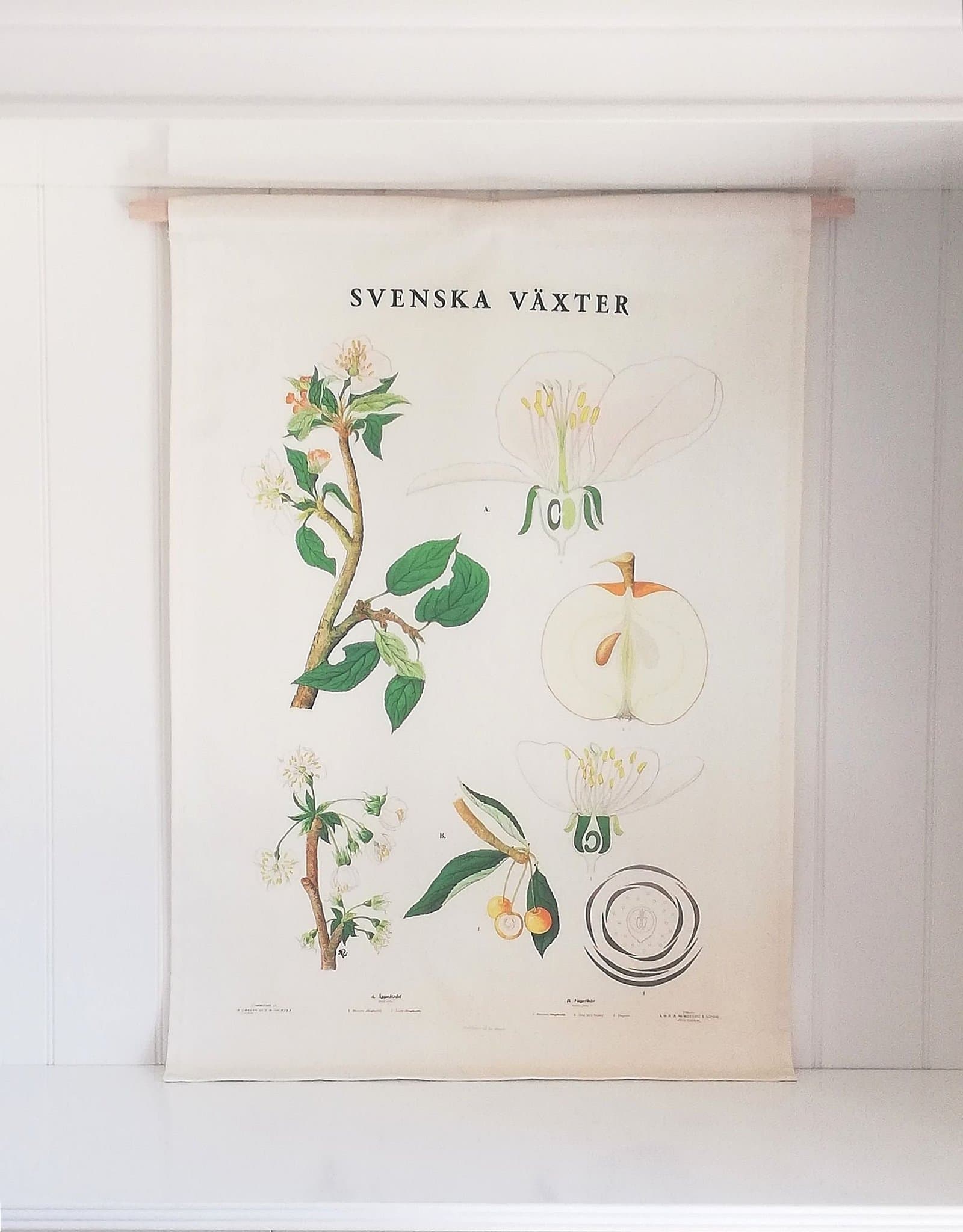 Väggbonad från Svenska Växter, motiv Äpple