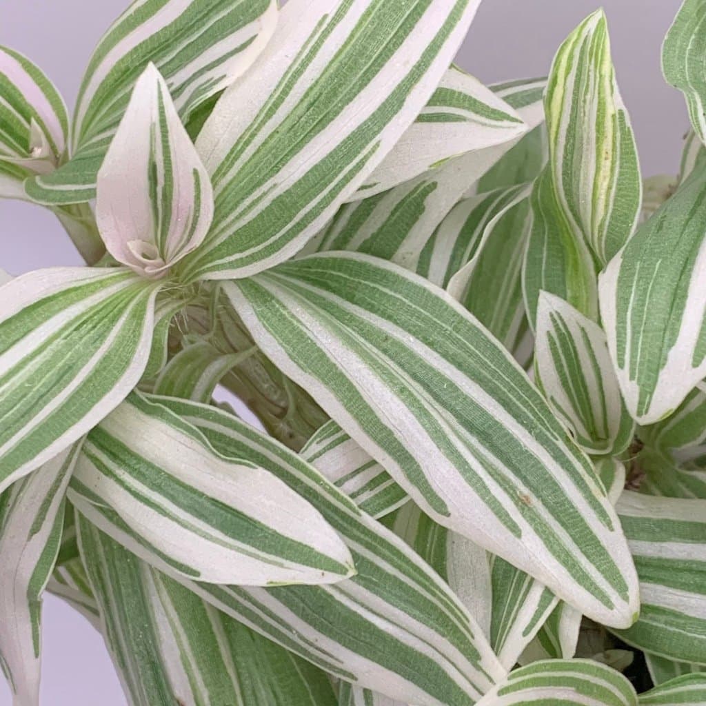 Två fina sticklingar av Tradescantia '( Albovittata' ???)