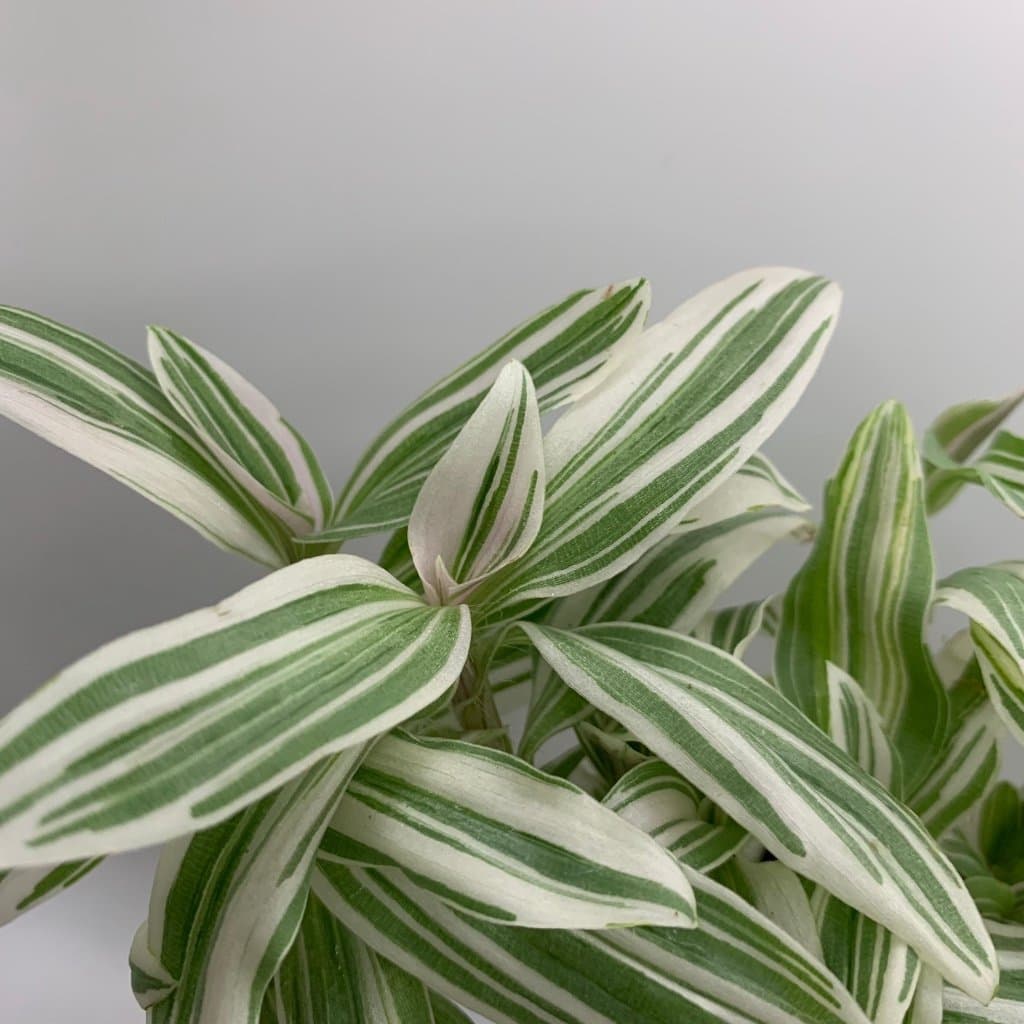 Två fina sticklingar av Tradescantia '( Albovittata' ???)