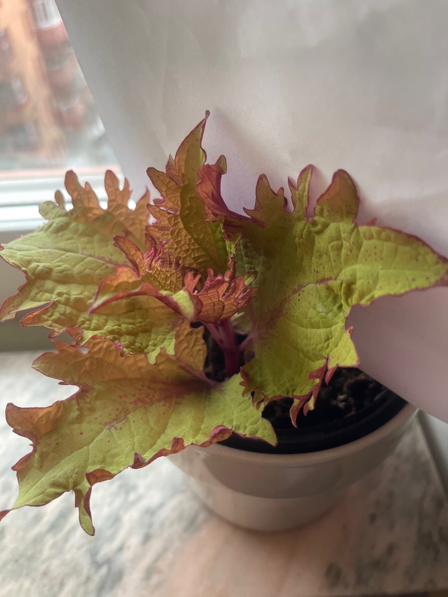 Palettblad, coleus HENNA