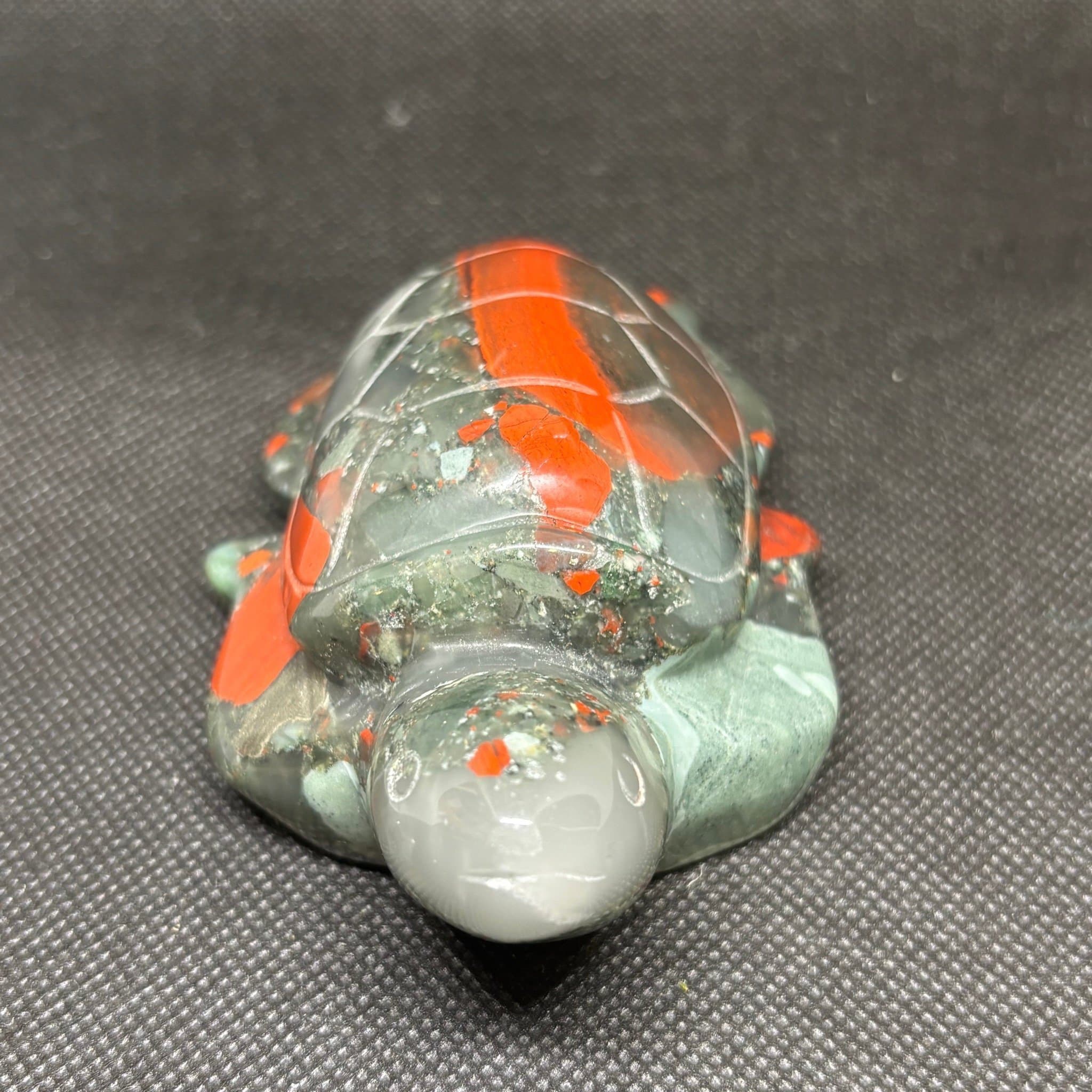 Sköldpadda afrikansk blodsten