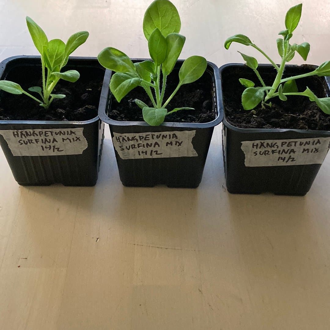 Hängpetunia Surfinia Mix - 3 plantor