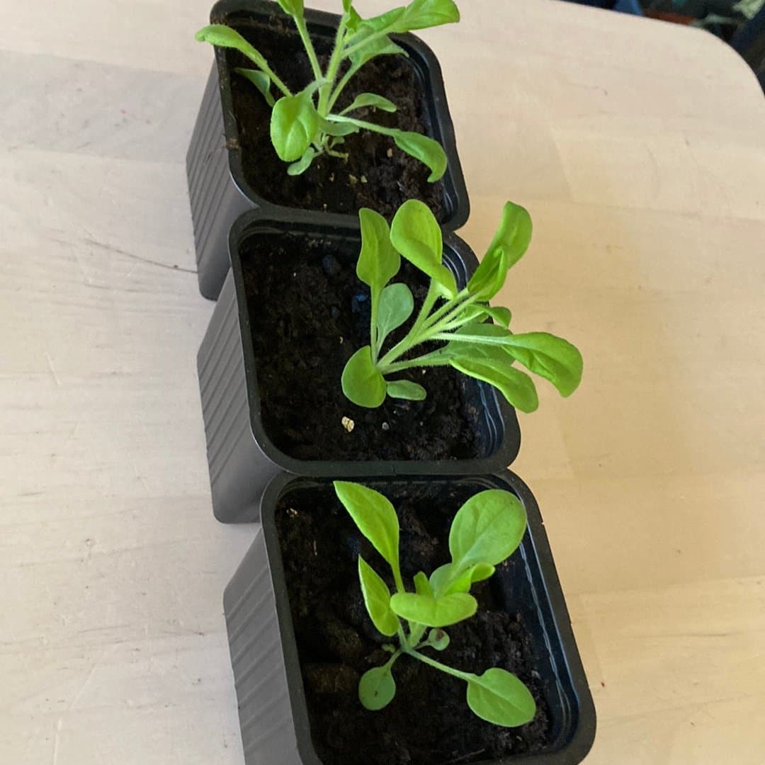 Hängpetunia Surfinia Mix - 3 plantor