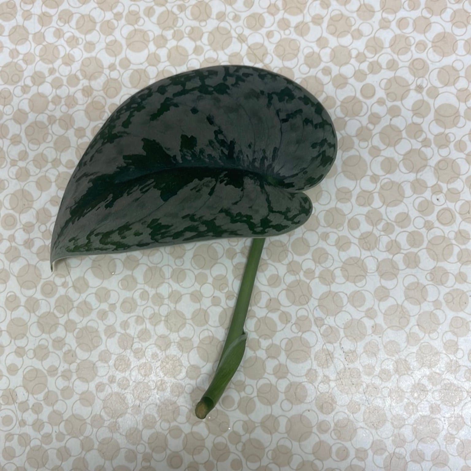 Scindapsus pictus, silverranka