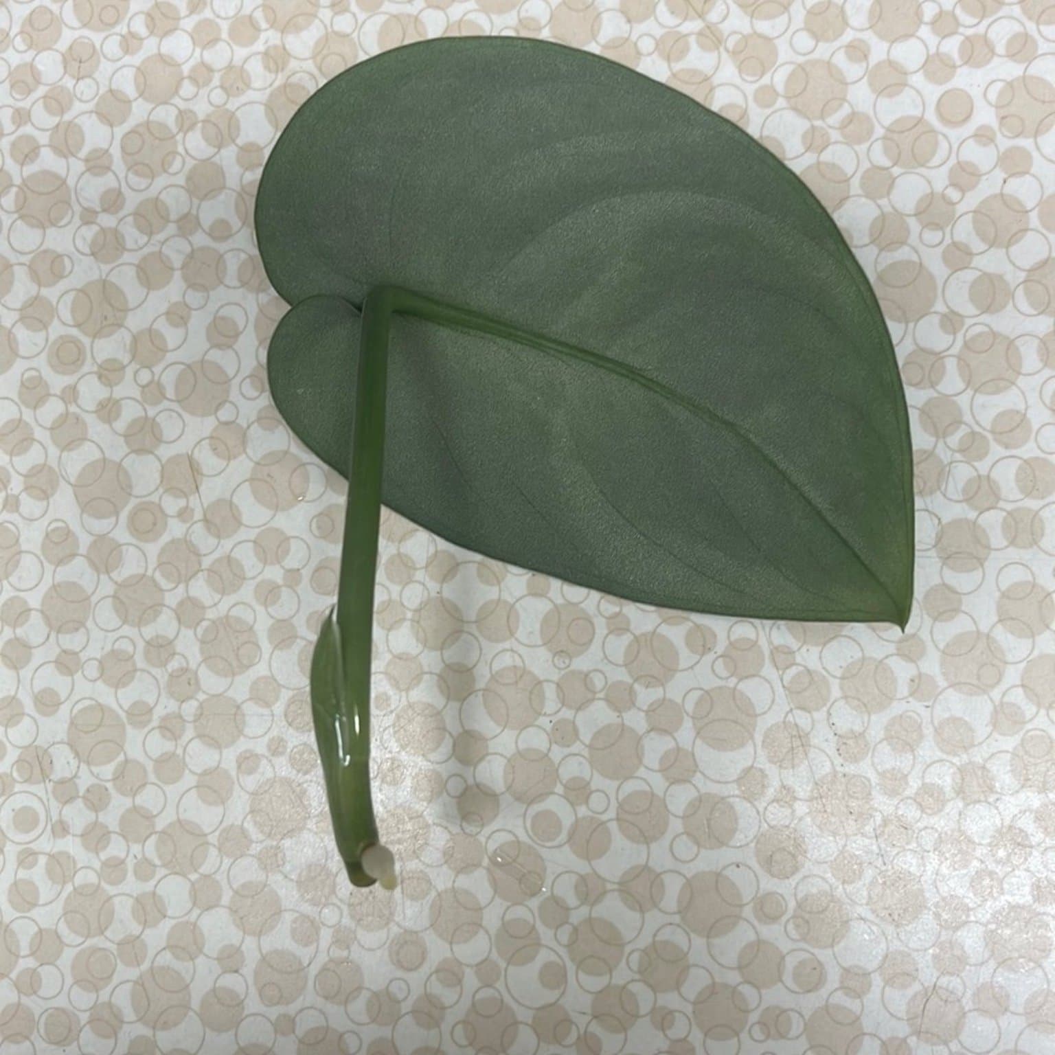 Scindapsus pictus, silverranka