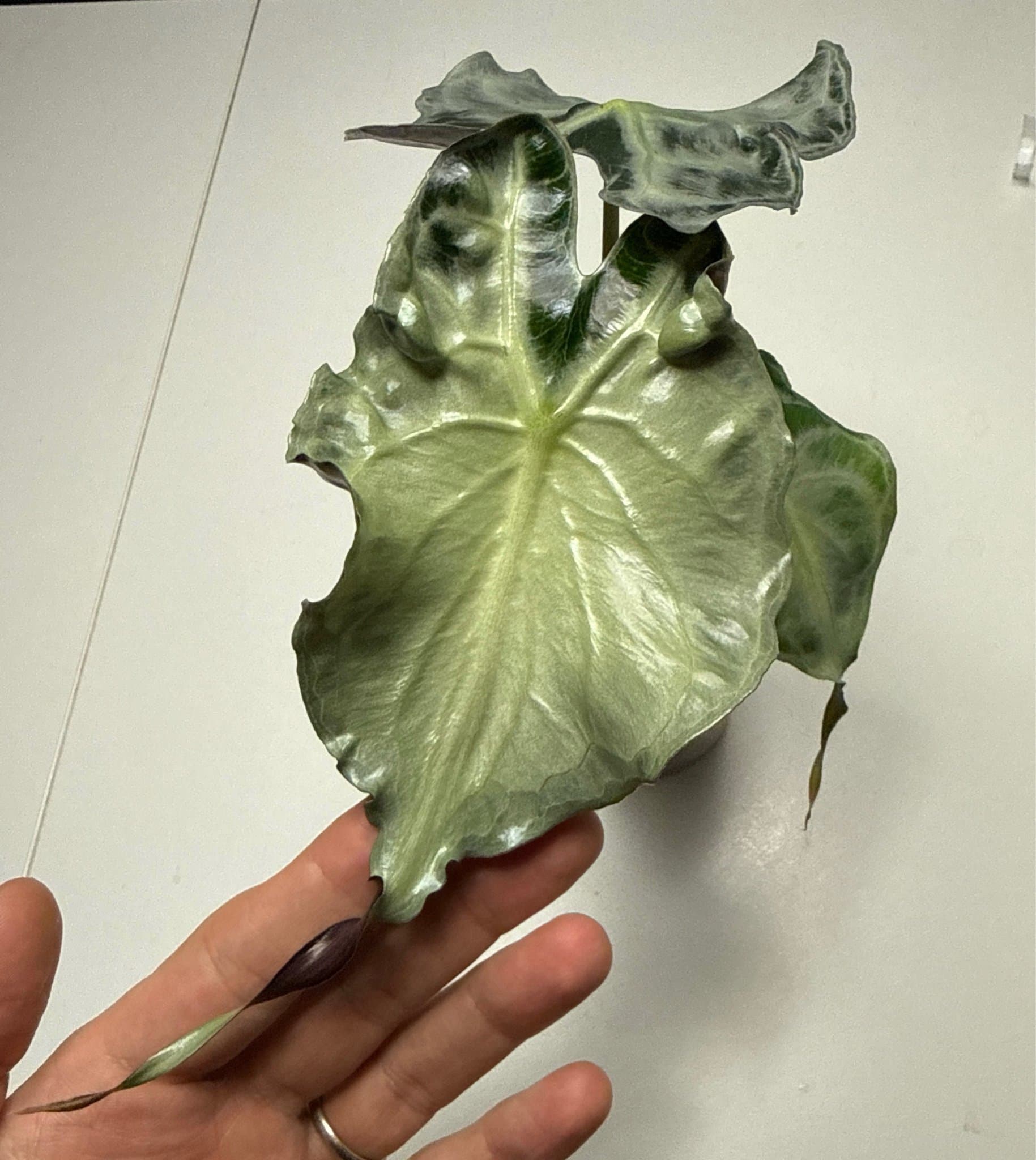 Alocasia Venom