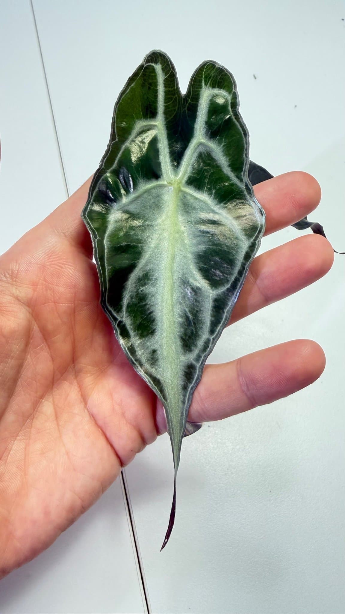 Alocasia Venom