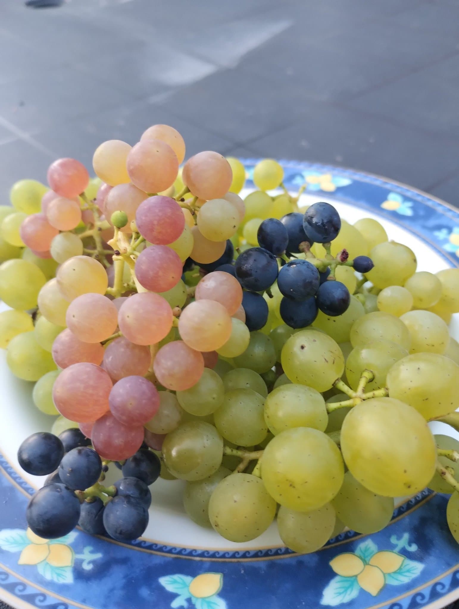 Vindruva 'Zilga' – Superhärdig (Zon 1-5) – Perfekt för pergola!