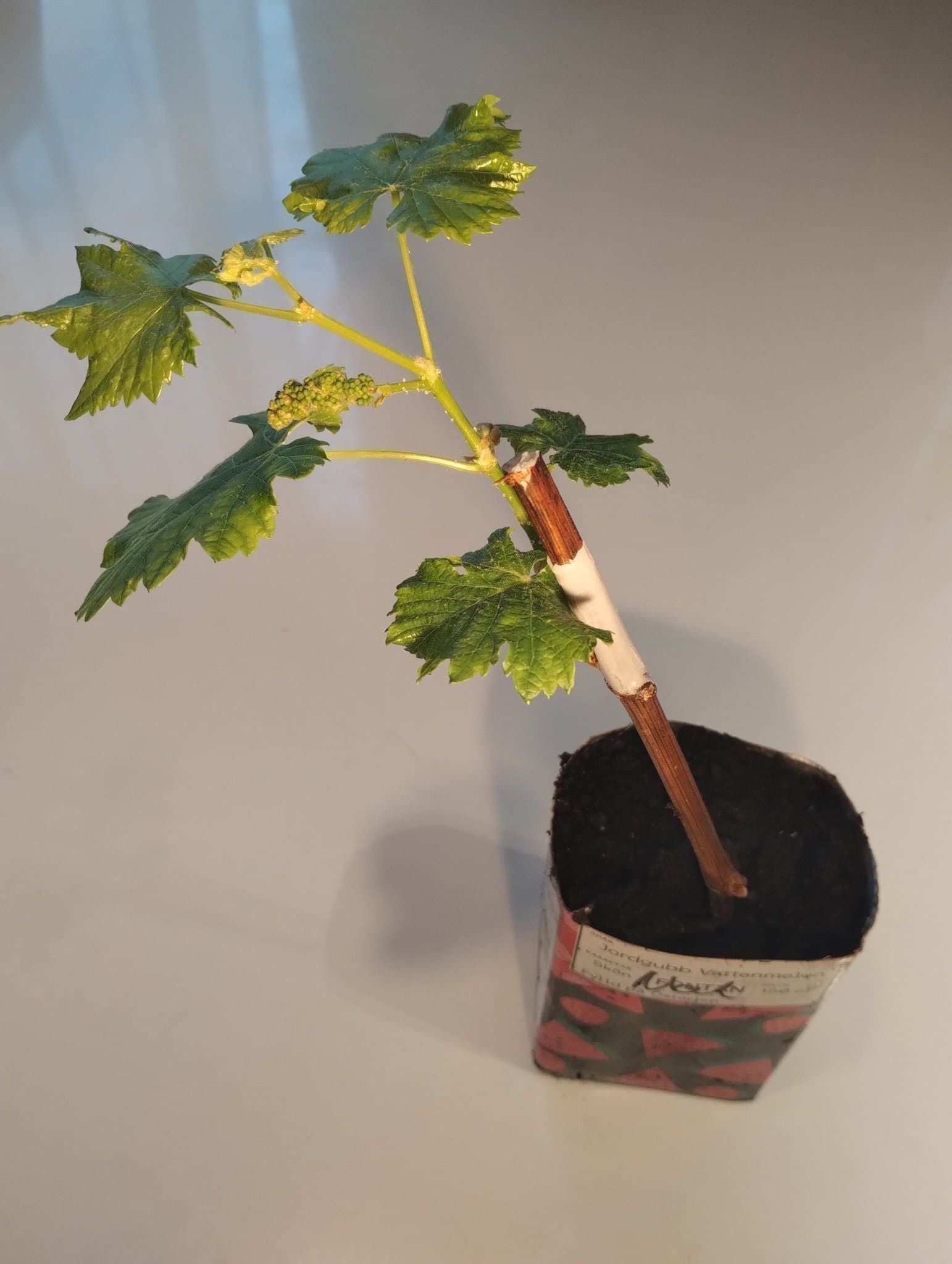 Vindruva 'Zilga' – Superhärdig (Zon 1-5) – Perfekt för pergola!