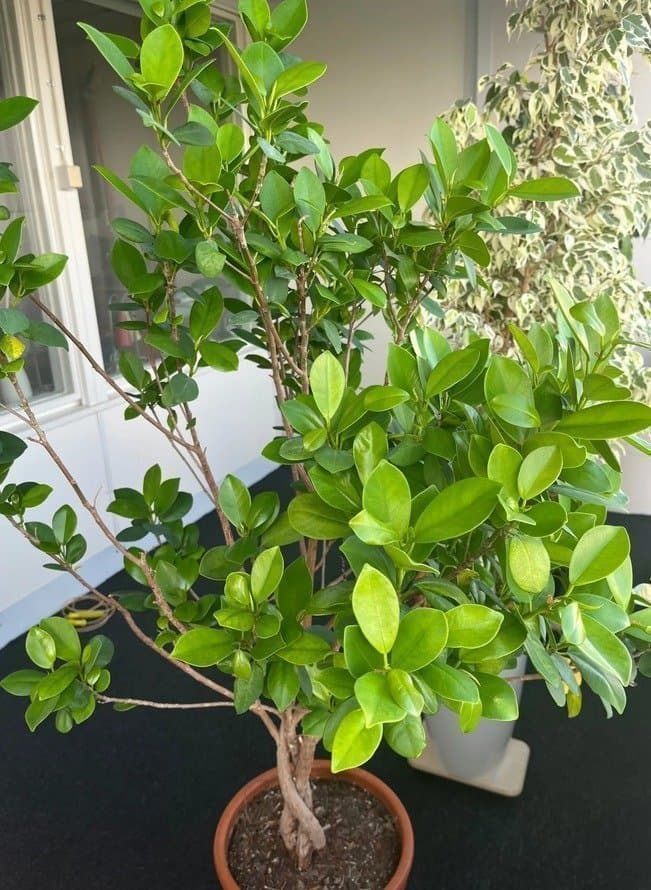 Stor & vacker Ficus microcarpa