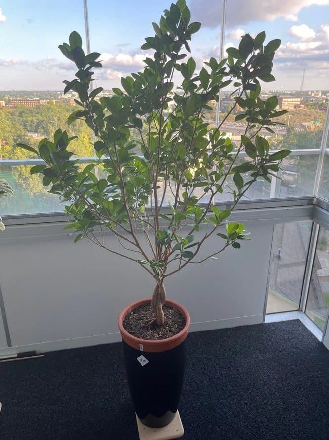 Stor & vacker Ficus microcarpa