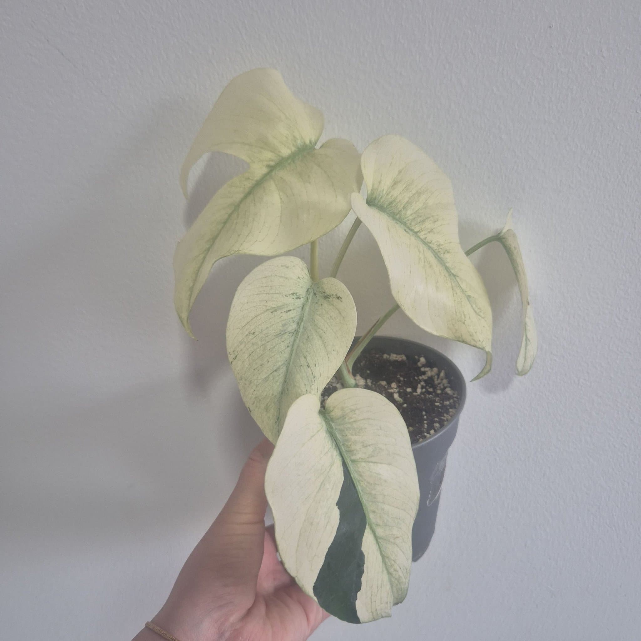 Monstera mint Ej Tc planta
