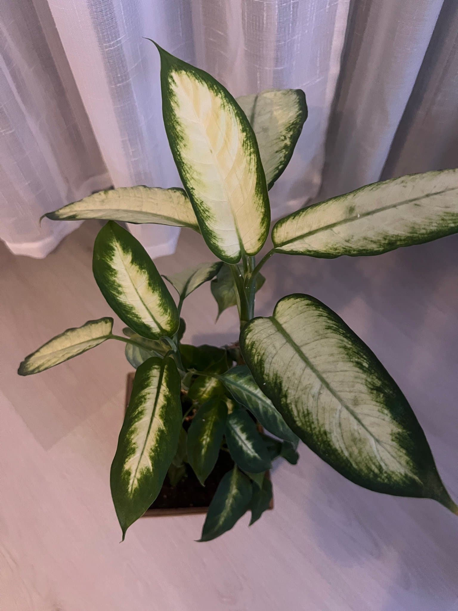 Dieffenbachia växt