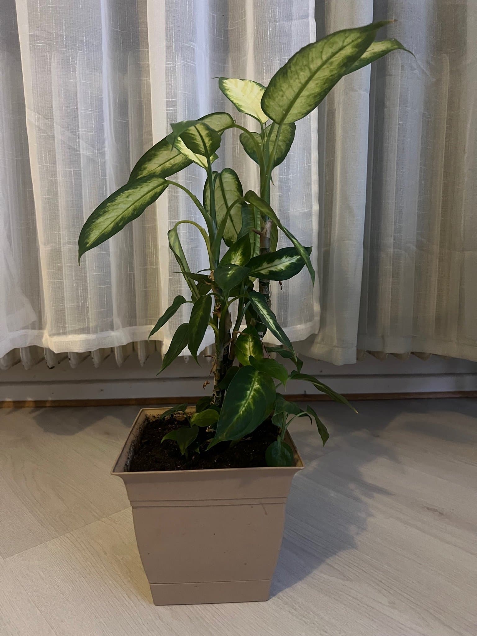 Dieffenbachia växt