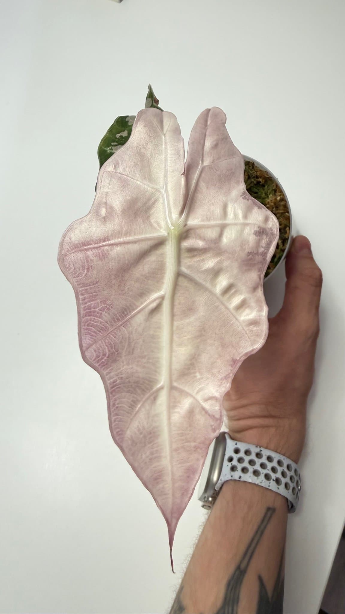 Alociasia Polly Snow Pink