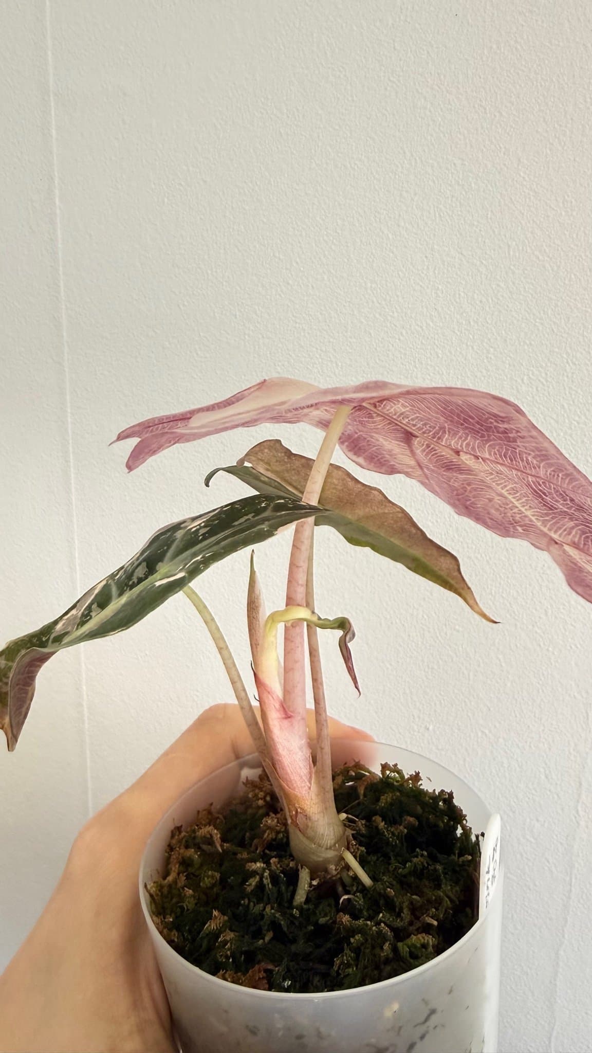 Alociasia Polly Snow Pink
