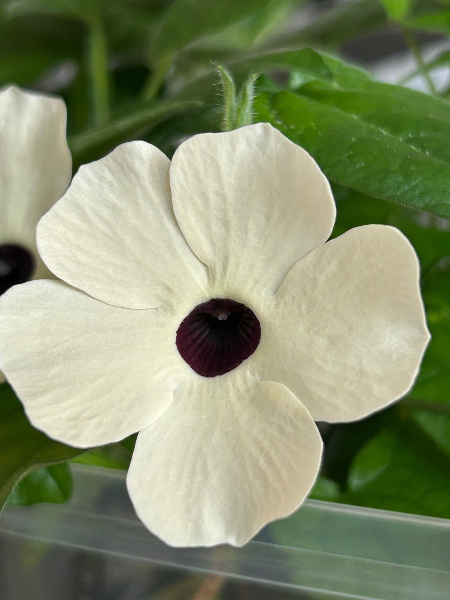 Svartöga 'Alba oculat'