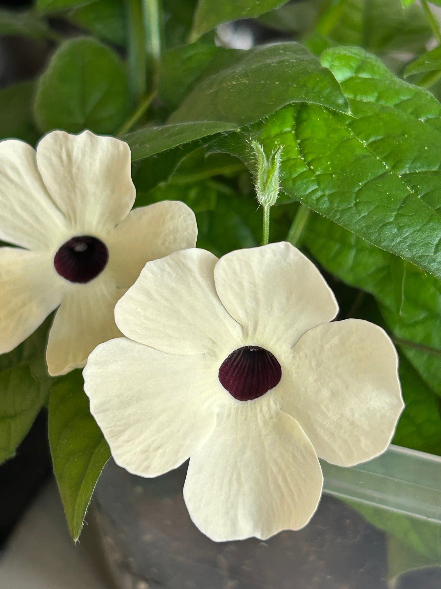 Svartöga 'Alba oculat'