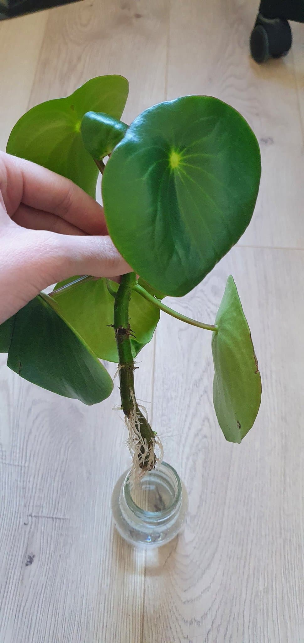 Peperomia 'Raindrop' stickling