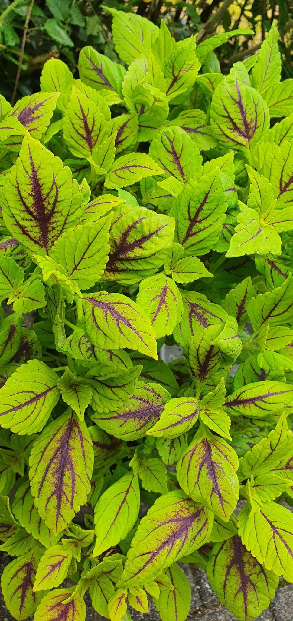 Capriniha Palettblad stickling