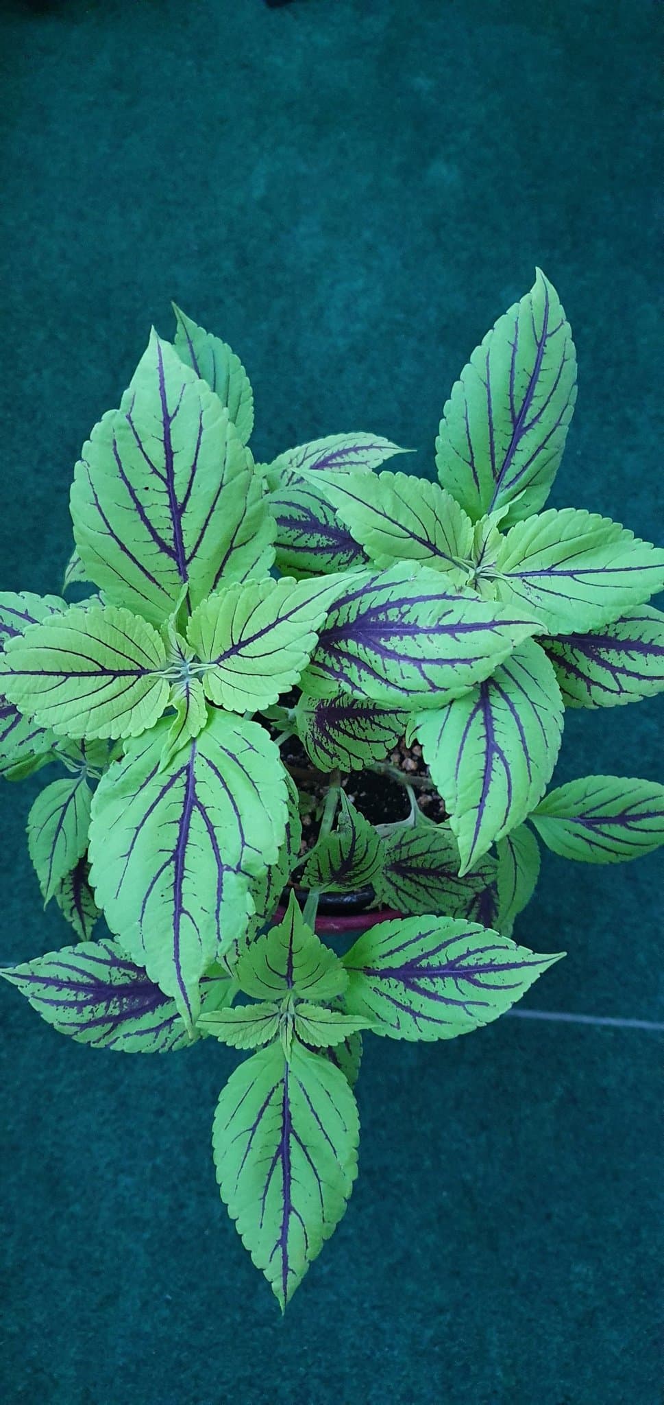 Capriniha Palettblad stickling