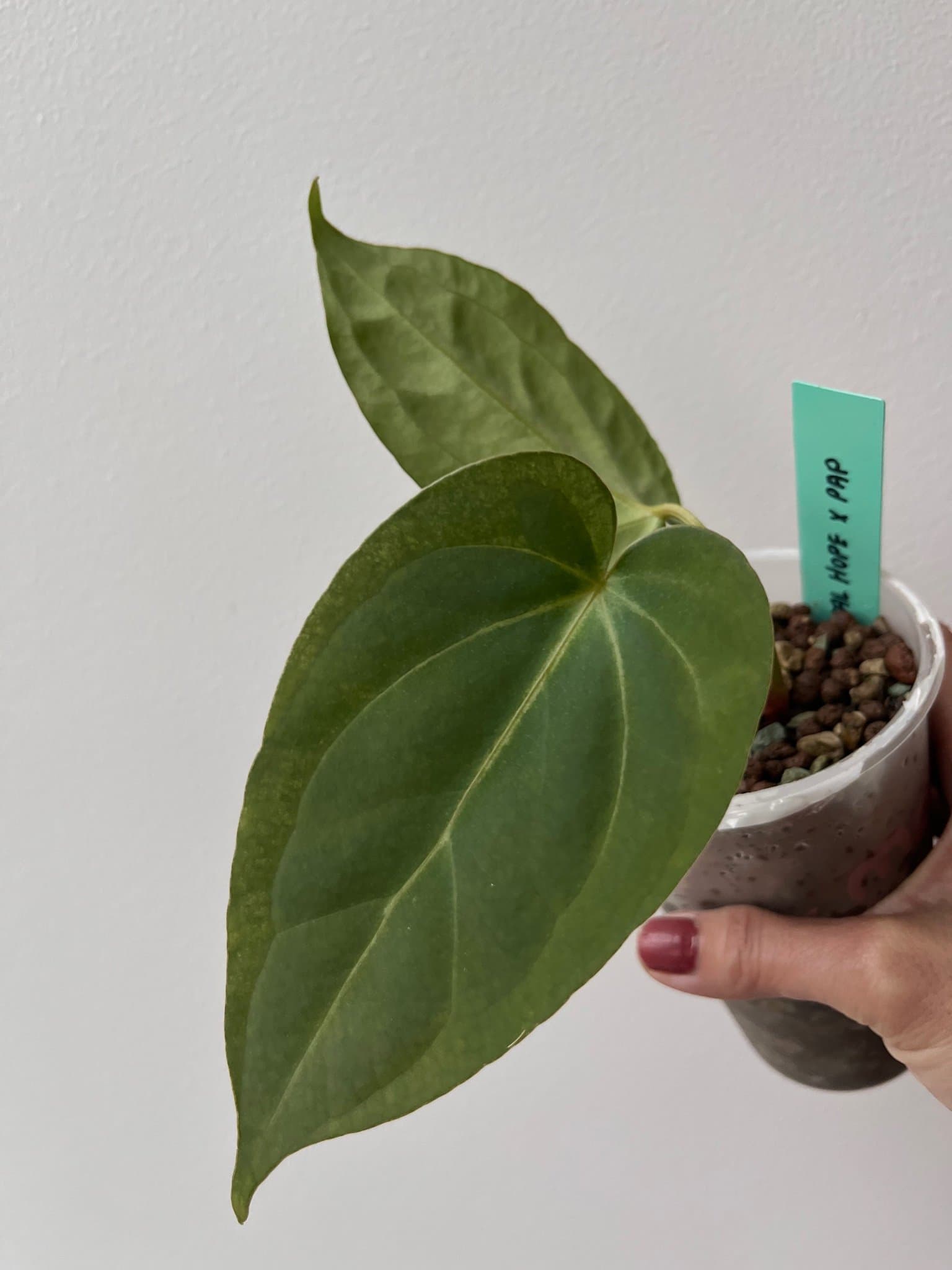 Anthurium Crystal Hope x Papillilaminum