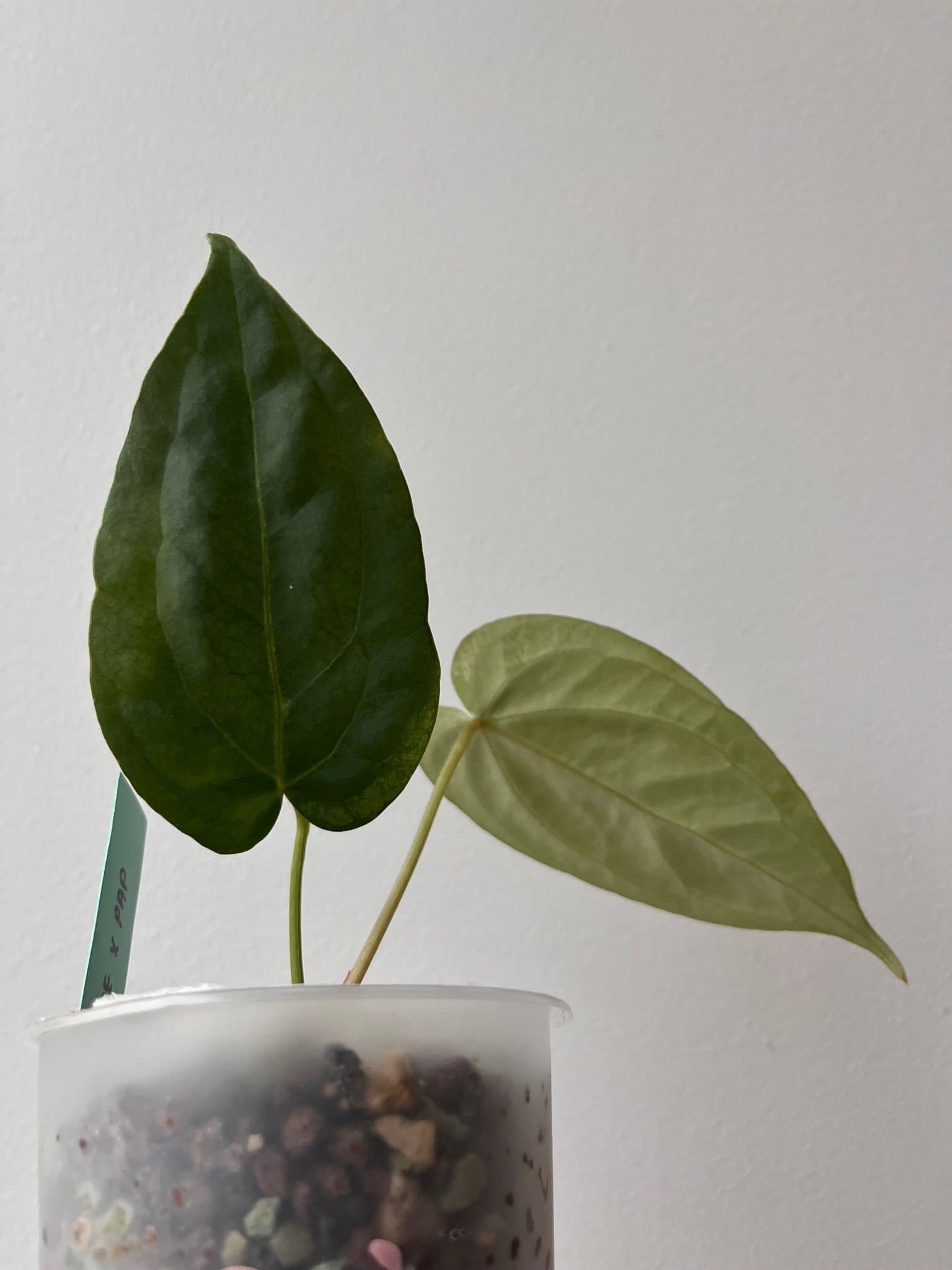 Anthurium Crystal Hope x Papillilaminum
