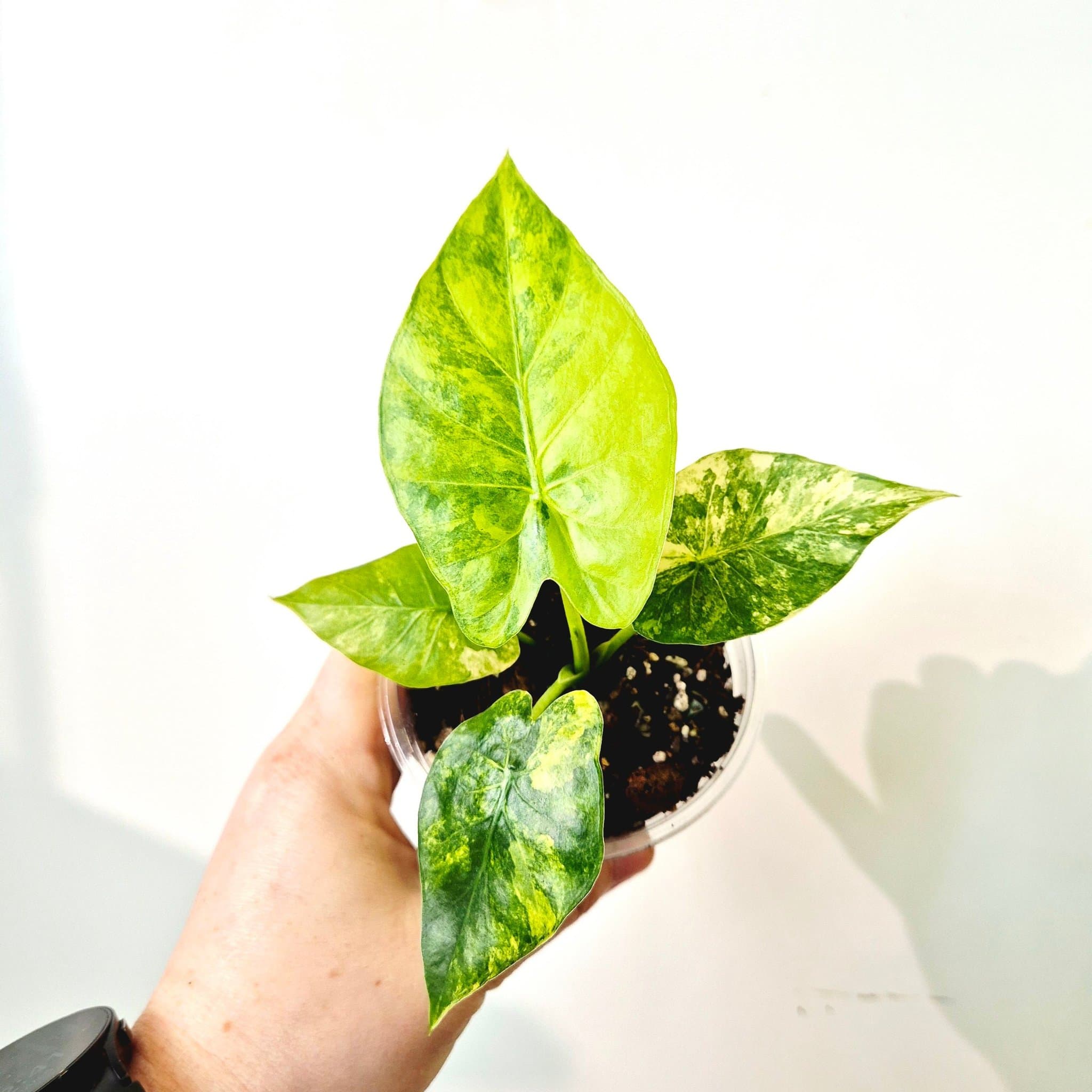 Alocasia Gageana variegata Aurea