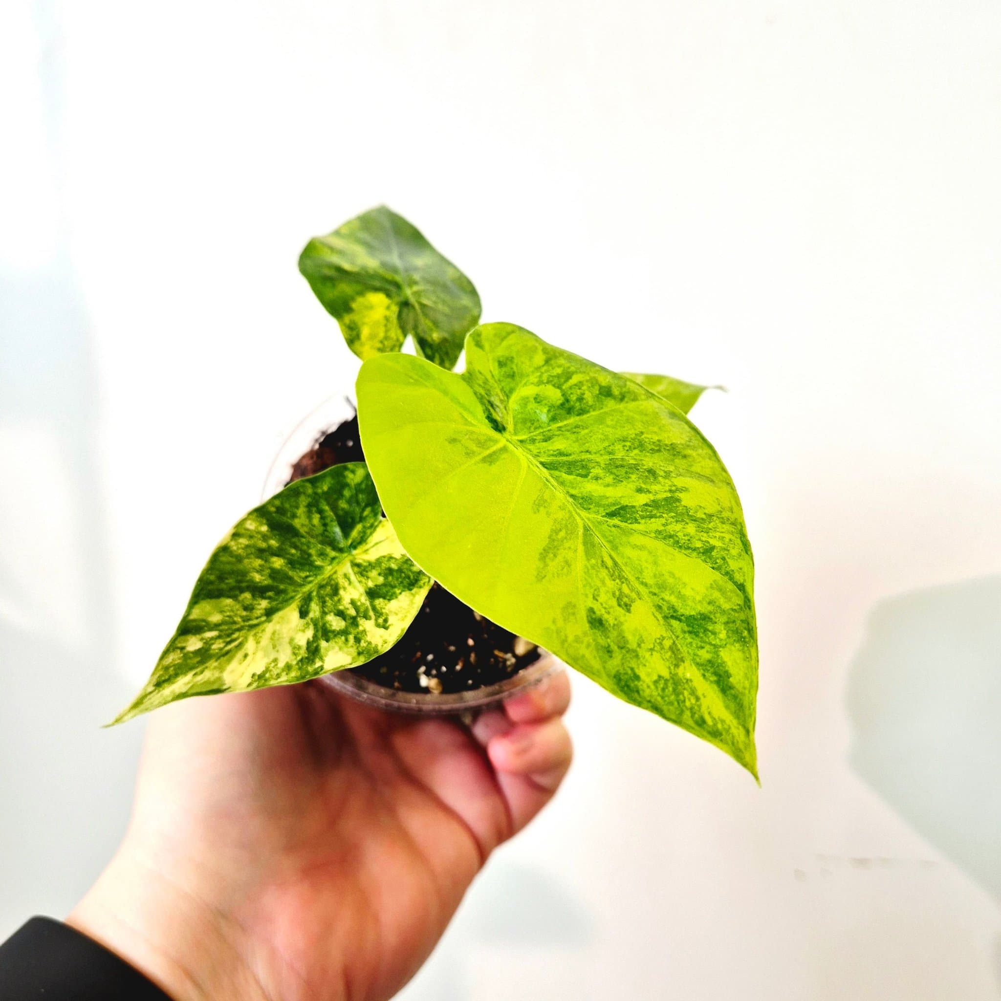 Alocasia Gageana variegata Aurea
