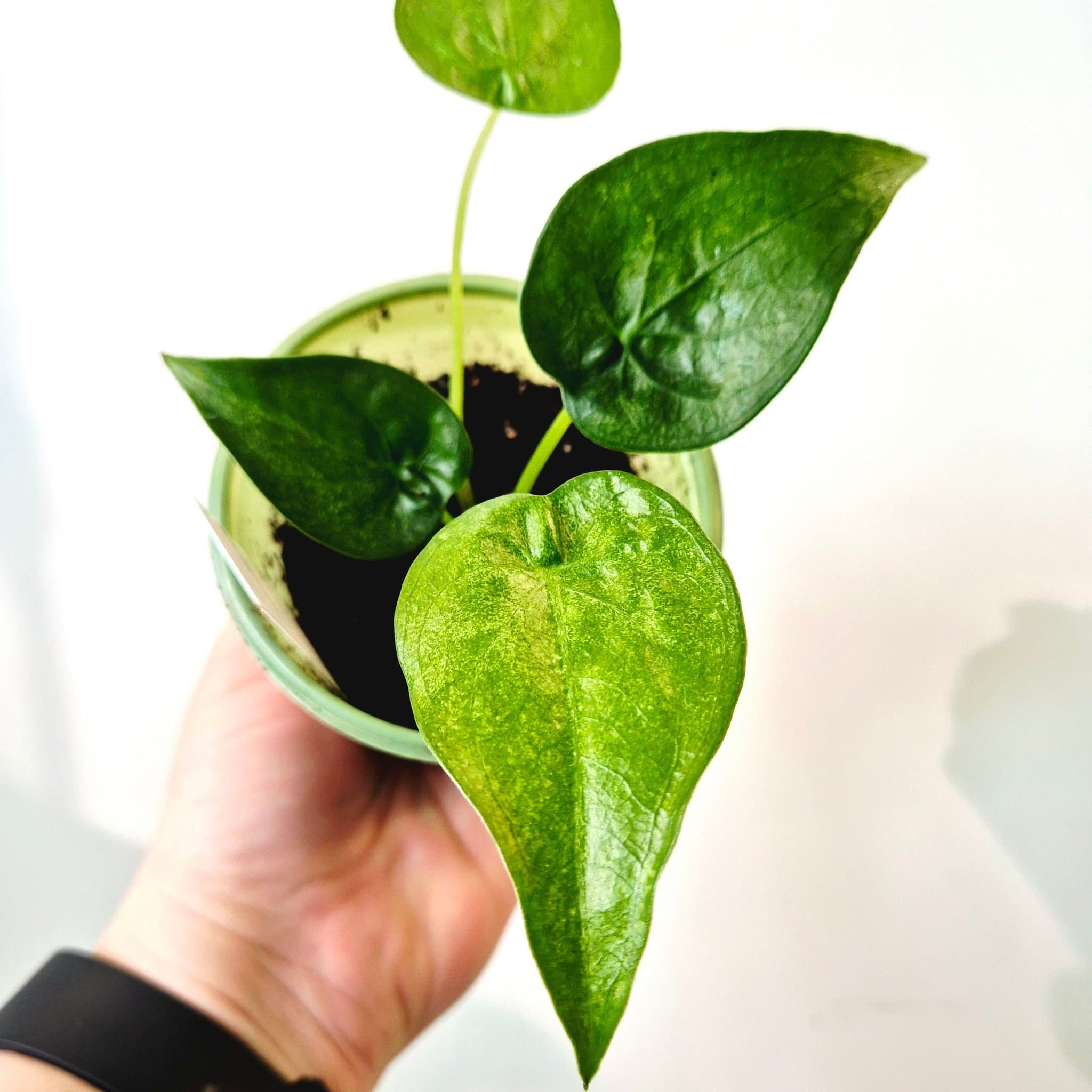 Alocasia Cucullata mint