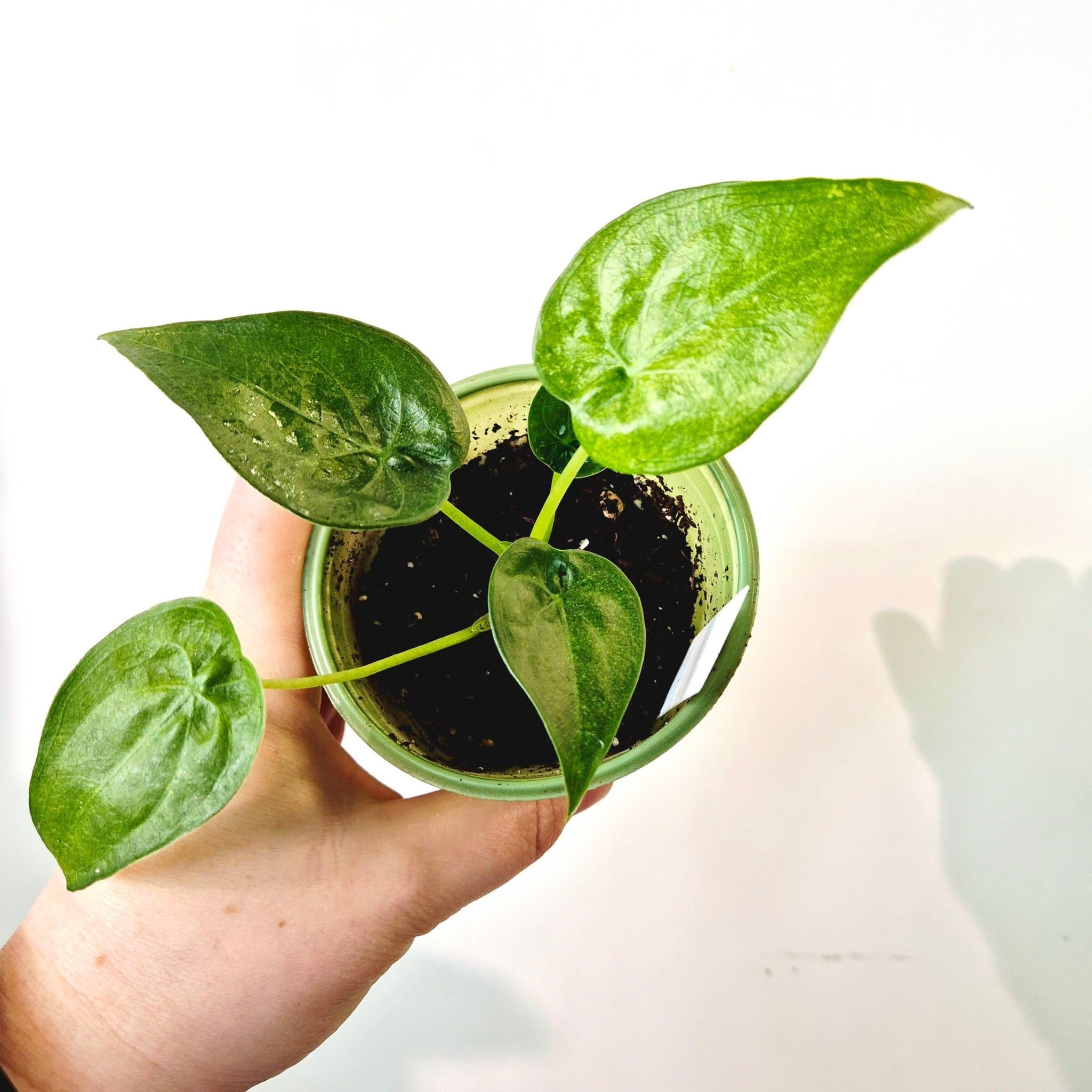 Alocasia Cucullata mint