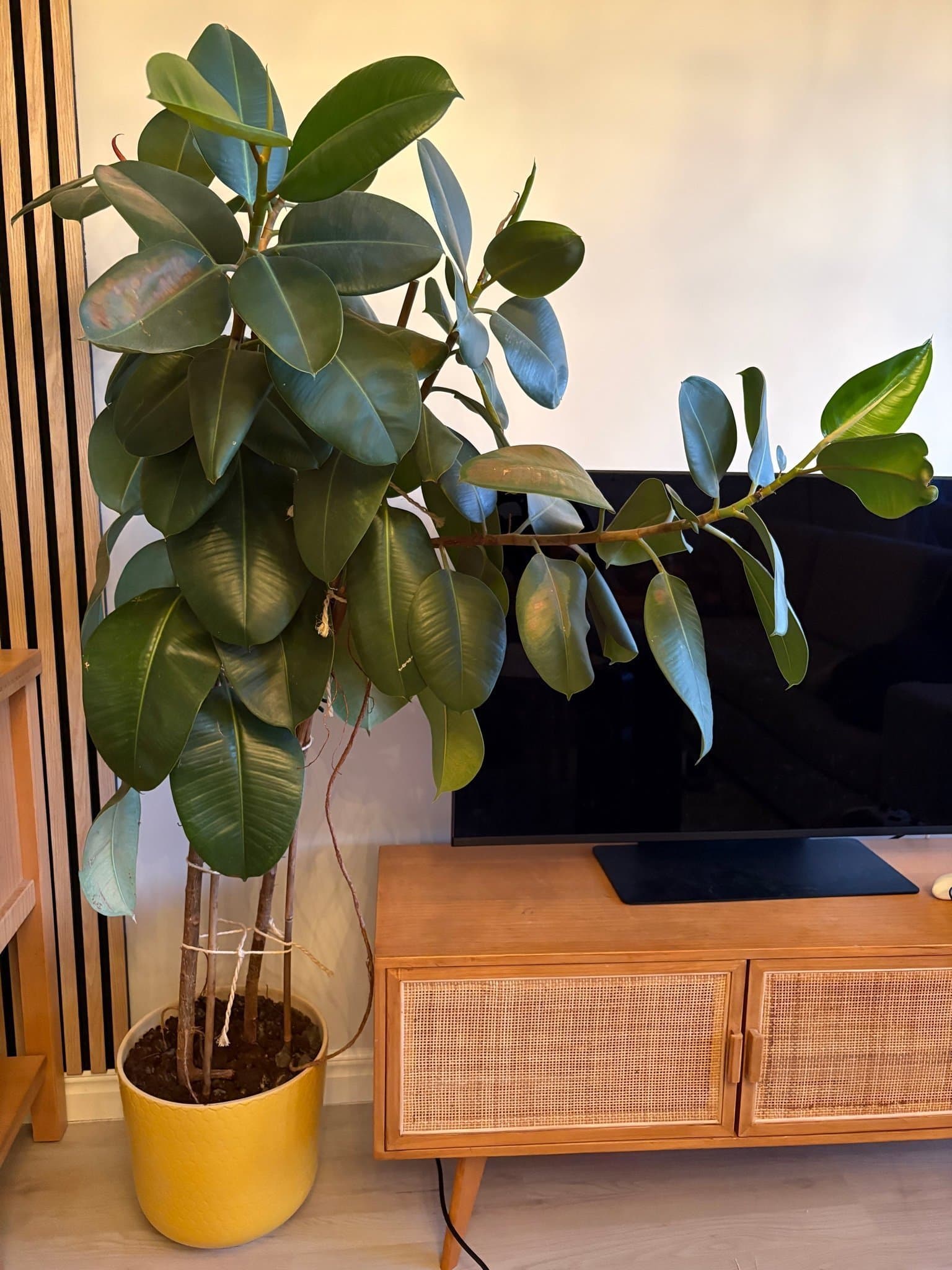 Fikus elastica (gummiplanta)
