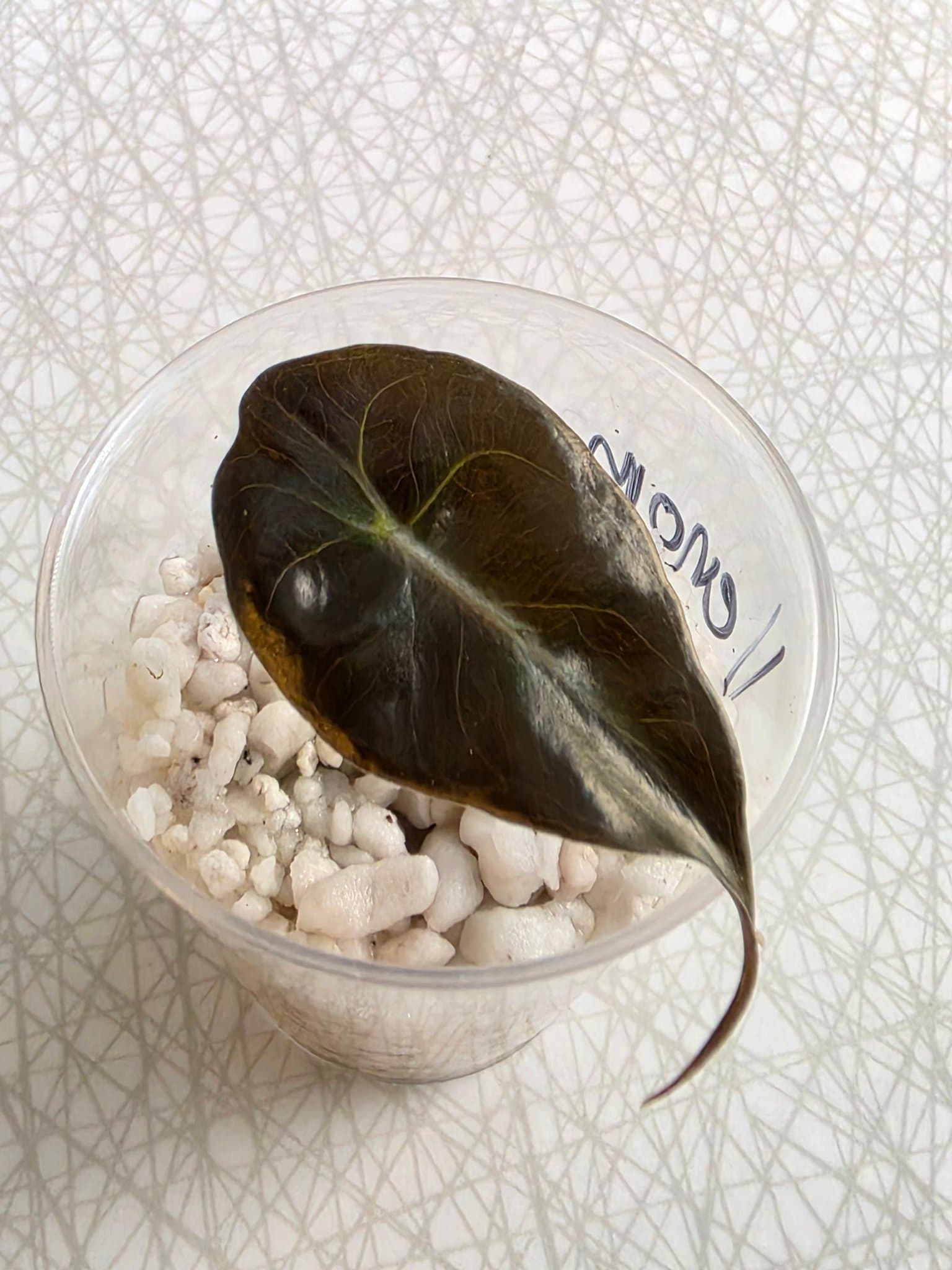 Alocasia venom liten planta från corm/bulb (philodendron, aroid, monstera)