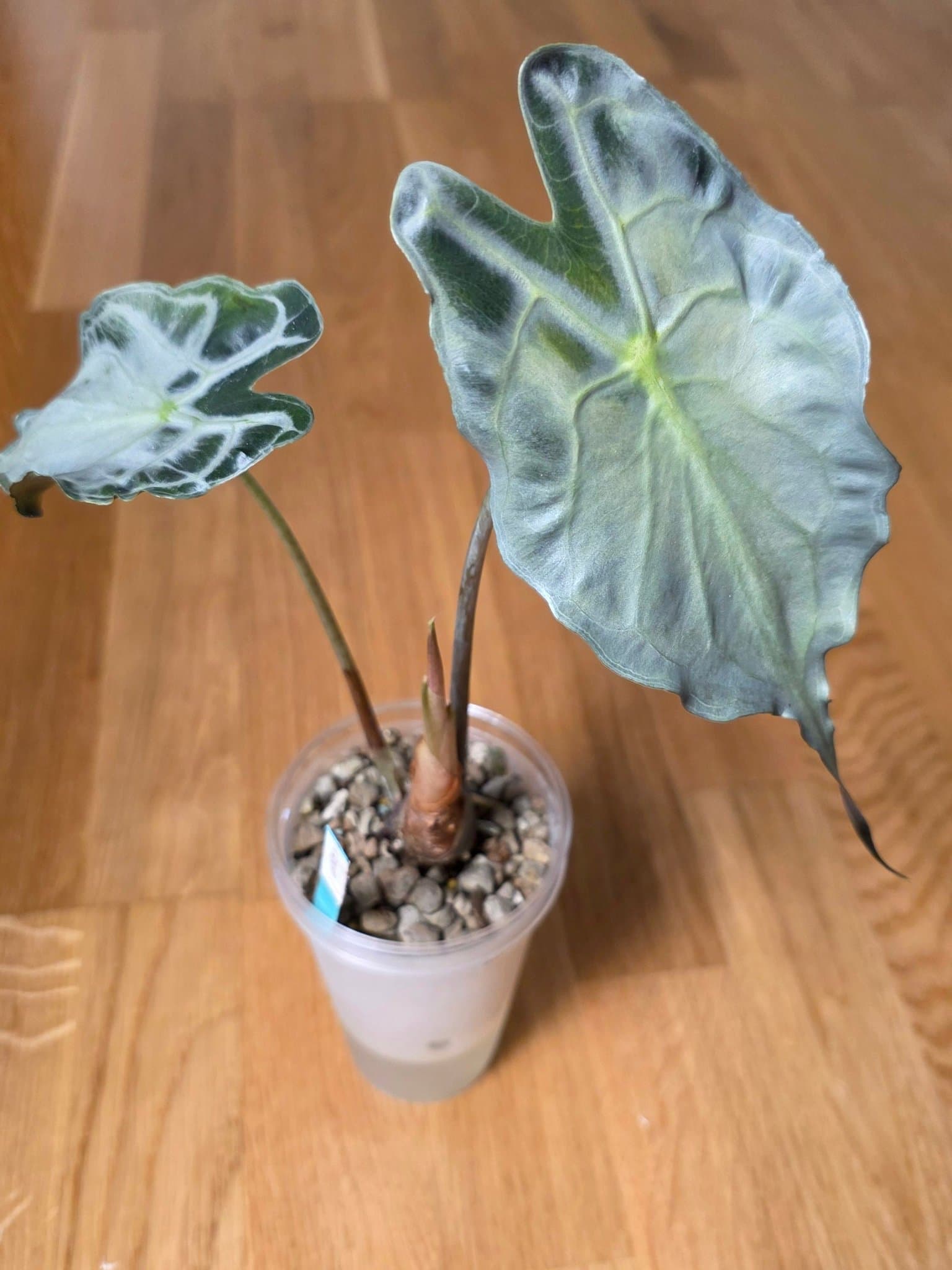 Alocasia venom liten planta från corm/bulb (philodendron, aroid, monstera)
