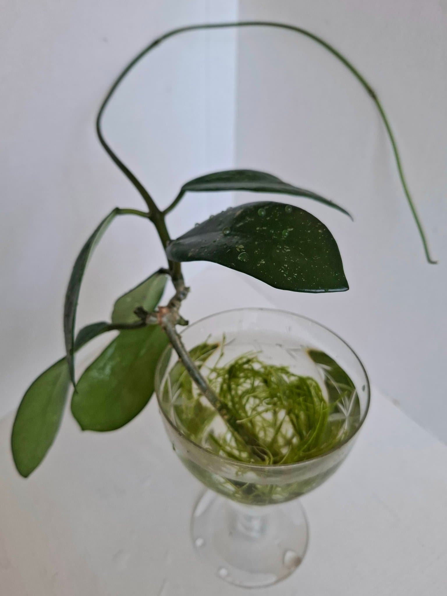 Hoya Diversifolia/Stickling/Planta/Porslinsblomma