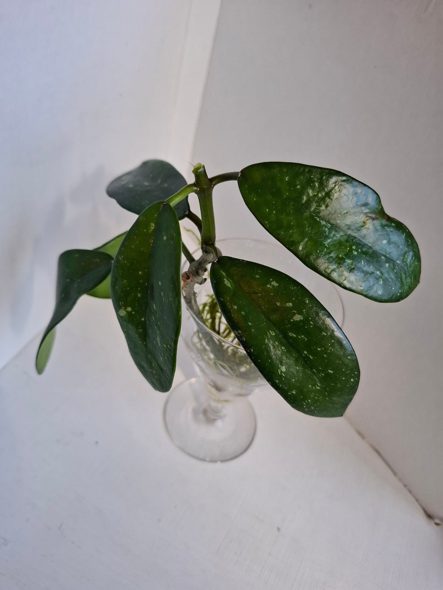 Hoya Diversifolia/Stickling/Planta/Porslinsblomma