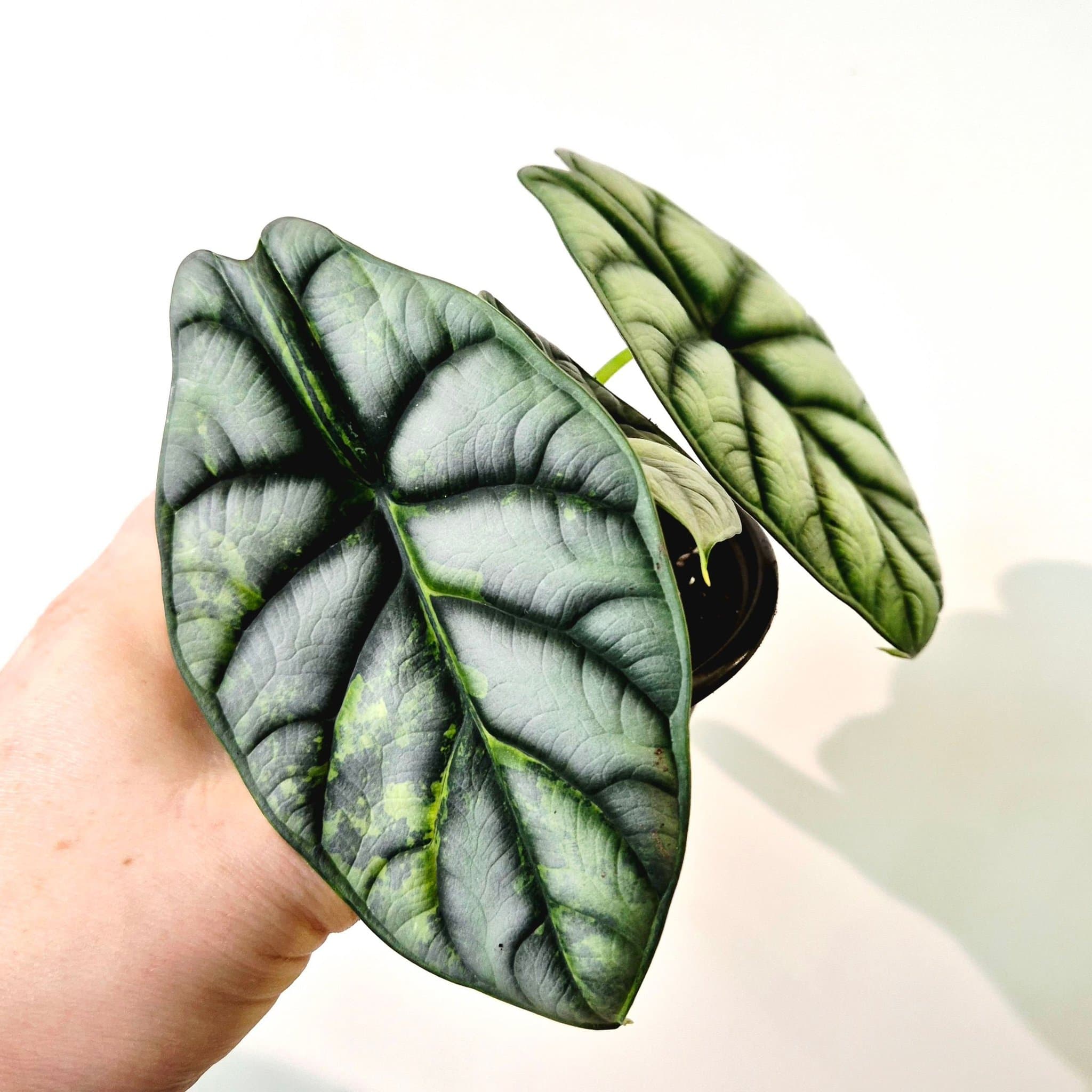Alocasia Silver Dragon Variegata