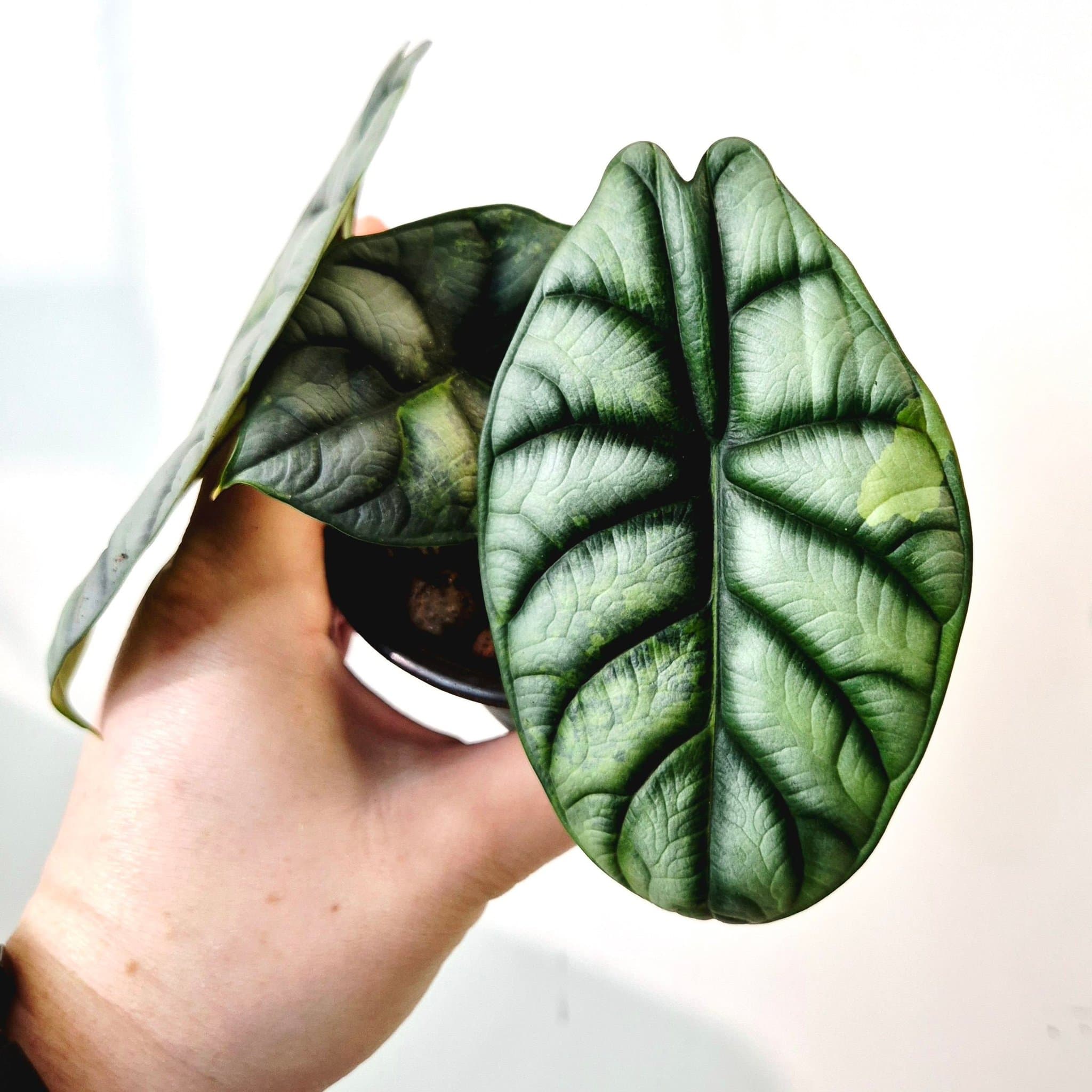 Alocasia Silver Dragon Variegata